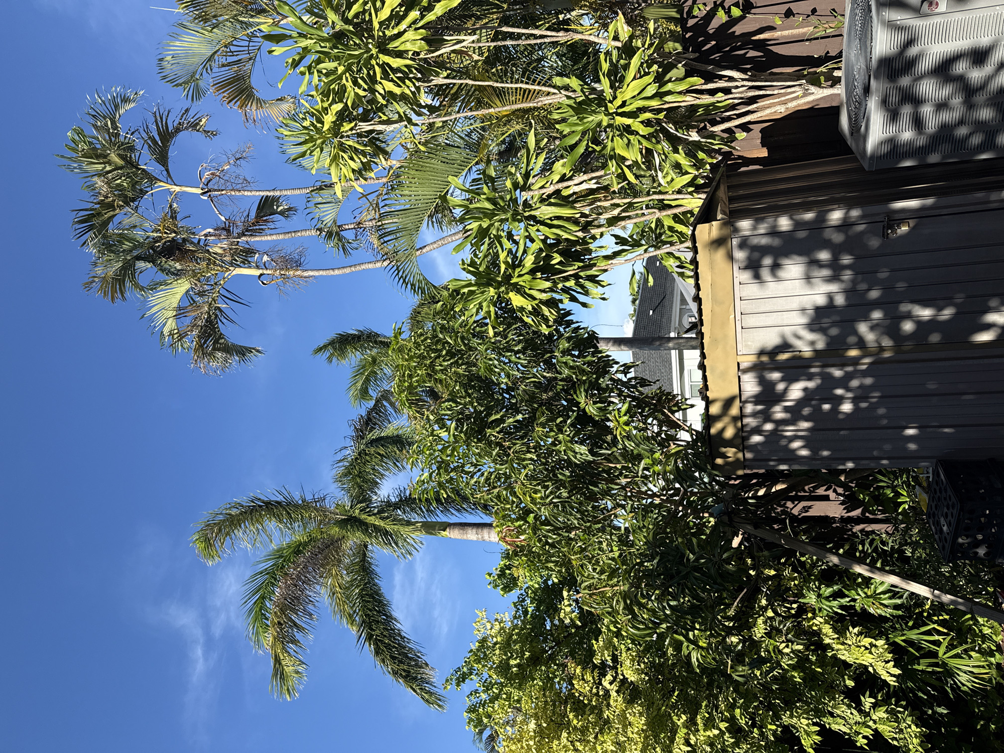 The image depicts a backyard scene in Hallandale Beach, United States of America, under a clear blue sky with sparse white clouds. Dominating the scene are various types of palm trees and lush green foliage, suggesting a tropical or subtropical climate. In the foreground, a grey, corrugated metal shed with a tan roof stands to the right of center. A padlock is visible on the shed door. Next to the shed, on the far right, is a large, outdoor air conditioning unit with its grill prominently displayed. A wooden fence runs along the right and back of the yard, partially obscured by the vegetation. The overall impression is one of a well-maintained, sun-drenched residential backyard.