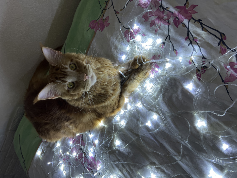 This indoor scene is located in Saint Petersburg, Russia. An adult, long-haired domestic cat, consistent with a Maine Coon breed, exhibiting orange and ginger fur, is centered in the frame. The cat sits erect on a bed, facing the viewer directly with its ears upright and amber eyes open. Its front paws rest amidst a dense tangle of illuminated white LED string lights, which cover the surface of the bed. The bed is adorned with light-colored bedding, patterned with pink or magenta blossoms and dark branches. A green pillow or cushion is partially visible in the upper left quadrant, adjacent to a light-colored wall or headboard. The room is dimly lit, with the string lights serving as the primary light source.