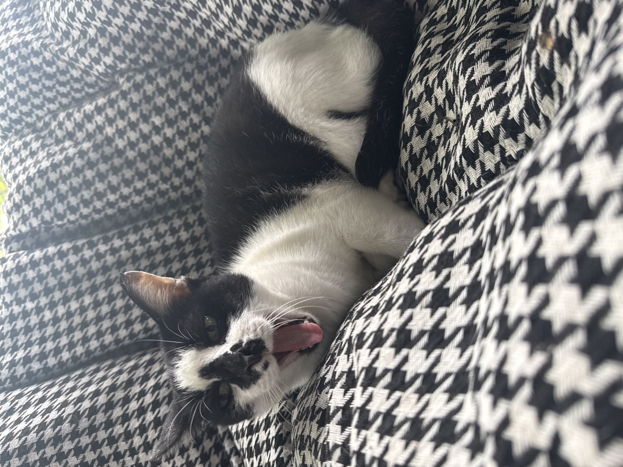 A black and white cat is lying on a patterned fabric surface and yawning. The cat is positioned in the center of the frame, with its mouth open and tongue visible. The fabric has a houndstooth pattern. The lighting suggests an indoor environment, possibly a home. The location in Ko Pha-ngan District, Thailand is not discernible from the image itself.