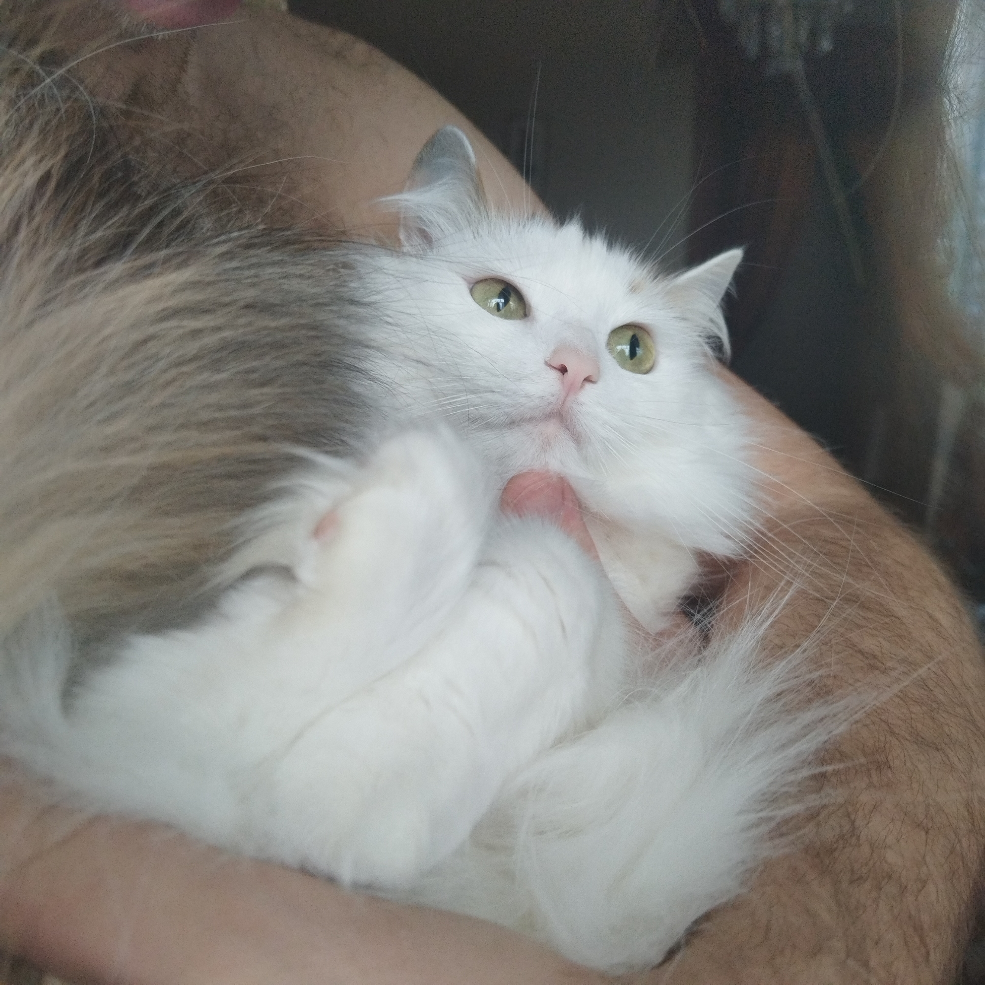 The central subject of the image is a fluffy white cat with striking light green eyes and a delicate pink nose, cradled in a person's arms. The cat's fur is predominantly white, with subtle patches of light brown and grey on its ears and along its back and tail. Its front paws are tucked into its chest, suggesting a relaxed posture. The cat is looking upwards and slightly to the right, with an alert and curious expression. Part of a person's bare, hairy arms and skin are visible, holding the cat securely and gently, with one finger seemingly touching the cat's neck or chin.
The scene is set indoors, with a dark, out-of-focus background that offers no specific details about the room but implies a domestic environment, likely a home in Yekaterinburg, Russia. The lighting is soft and diffused, indicating an indoor setting, possibly during the day or under warm artificial light, without direct sunlight. There are no external weather cues or discernible time of day. The image portrays a tender and affectionate interaction between the pet and its owner, highlighting the cat's comfort and inquisitive nature. There is no visible text in the image.