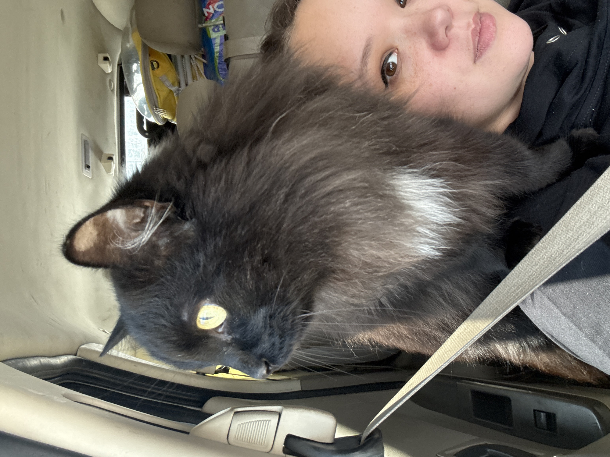 In the passenger seat of a car, a fluffy black cat with striking yellow eyes is perched in front of its owner. The cat gazes intently out the side window, its whiskers fanned out against the car's interior. The owner, a woman with brown eyes and light freckles, is partially visible in the foreground, looking towards the camera. A beige seatbelt crosses diagonally across the frame, securing the cat. The background reveals the car's ceiling, air vents, and luggage stacked in the back, suggesting a journey. The scene takes place inside a vehicle, likely during daylight hours, with the car parked or moving within the city of Pereslavl-Zalessky, Russia.