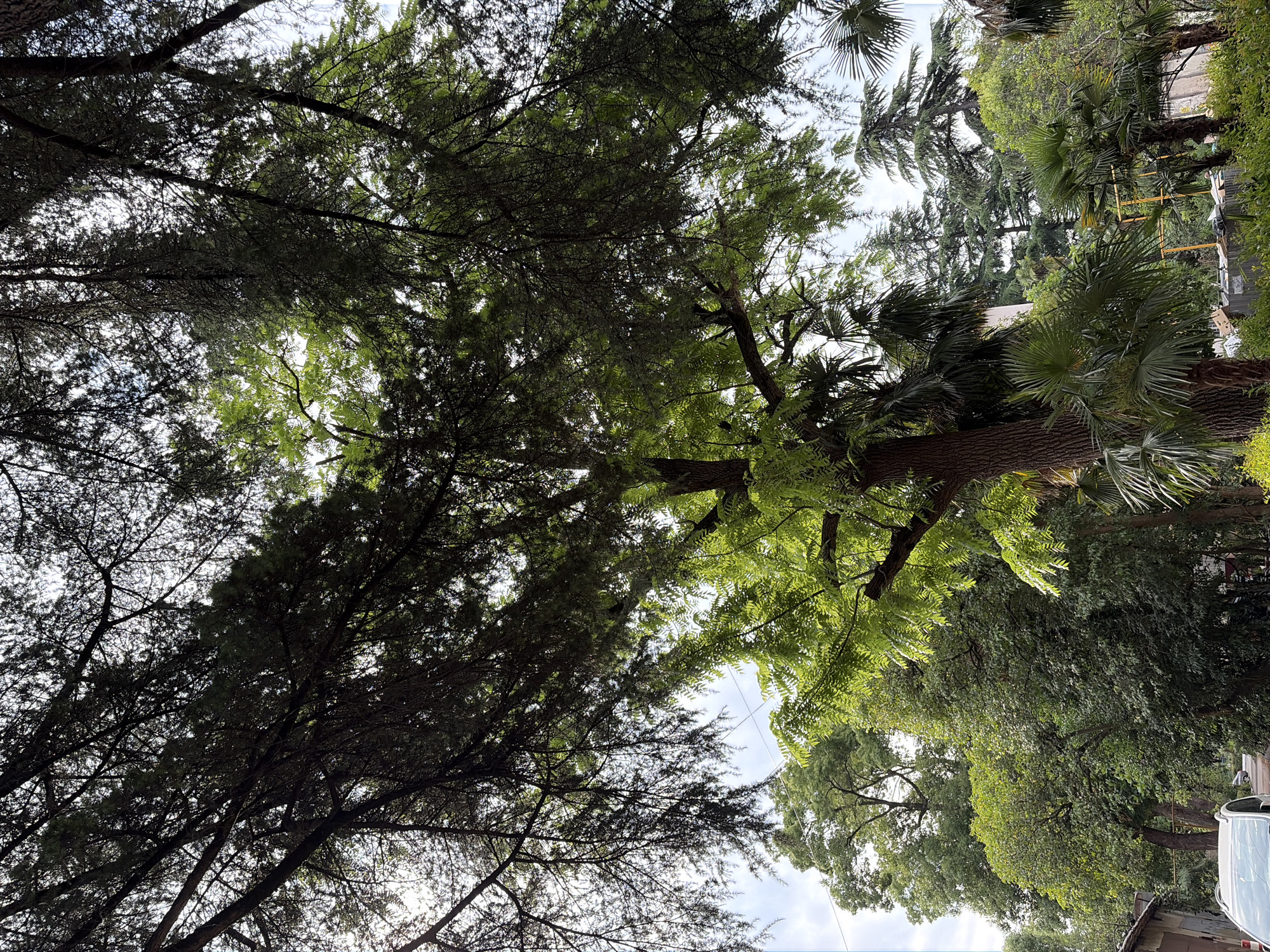 The image depicts a dense canopy of trees, predominantly dark green conifers and lighter green deciduous trees, against a cloudy sky. The foreground is dominated by the textured bark and branches of a large tree, with its needles obscuring much of the sky. Sunlight filters through the leaves in some areas, creating bright highlights. In the background, various types of trees are visible, including palm trees with their distinctive fronds. A glimpse of a building or structure can be seen on the far left, partially obscured by foliage. There are no people visible in the image. The scene suggests an outdoor, natural environment, likely a park or a heavily treed area within a city. Given the context of Sochi, Russia, this could be a scene from one of its many parks or botanical gardens, characterized by its subtropical flora.