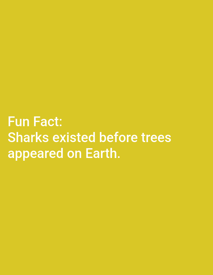 The media file is a digital image with a solid yellow background. Centered on the lower half of the image, there is white text. The text is arranged in three lines and reads: "Fun Fact: Sharks existed before trees appeared on Earth." There are no people, objects, or a discernible scene or setting depicted in the image, apart from the text itself. The image does not provide any information about the time of day, weather, or specific location cues. It is a straightforward presentation of a piece of information.