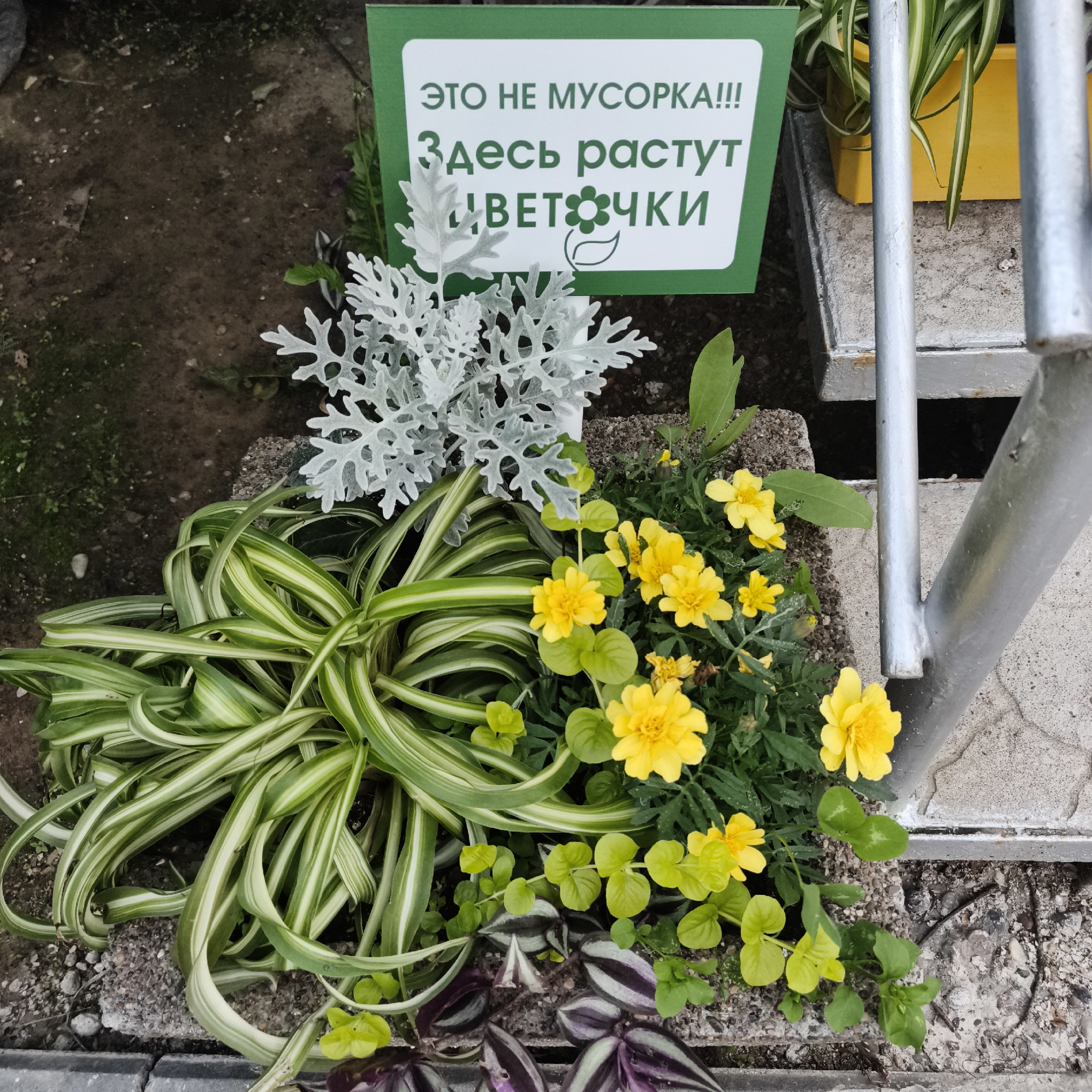 The image shows a close-up view of a decorative planting in an outdoor setting, possibly a garden or a public space. In the foreground, there is a vibrant arrangement of plants. A spider plant with long, striped green and white leaves is prominent, with its foliage arching over a bed of smaller plants. Among these are several bright yellow, daisy-like flowers, possibly marigolds. There are also some small green leafy plants and a plant with dark green and purple striped leaves. Behind the flowers and foliage, a silver-grey, intricately shaped plant with delicate, feathery leaves, possibly a Cineraria, adds a contrasting texture and color. A green sign with white text is placed behind the silver plant, with the Russian text "ЭТО НЕ МУСОРКА!!! Здесь растут цветочки" which translates to "THIS IS NOT A TRASH CAN!!! Flowers grow here." The ground surface appears to be a mix of gravel and concrete. In the background, a yellow planter is visible, and a metal railing or structure runs vertically along the right side of the image. The overall scene suggests a well-maintained area where plants are intentionally displayed and protected. The specific location in Chaikovsky, Russia, is not visually discernible from the image itself, but the presence of Russian text on the sign indicates the geographical context.