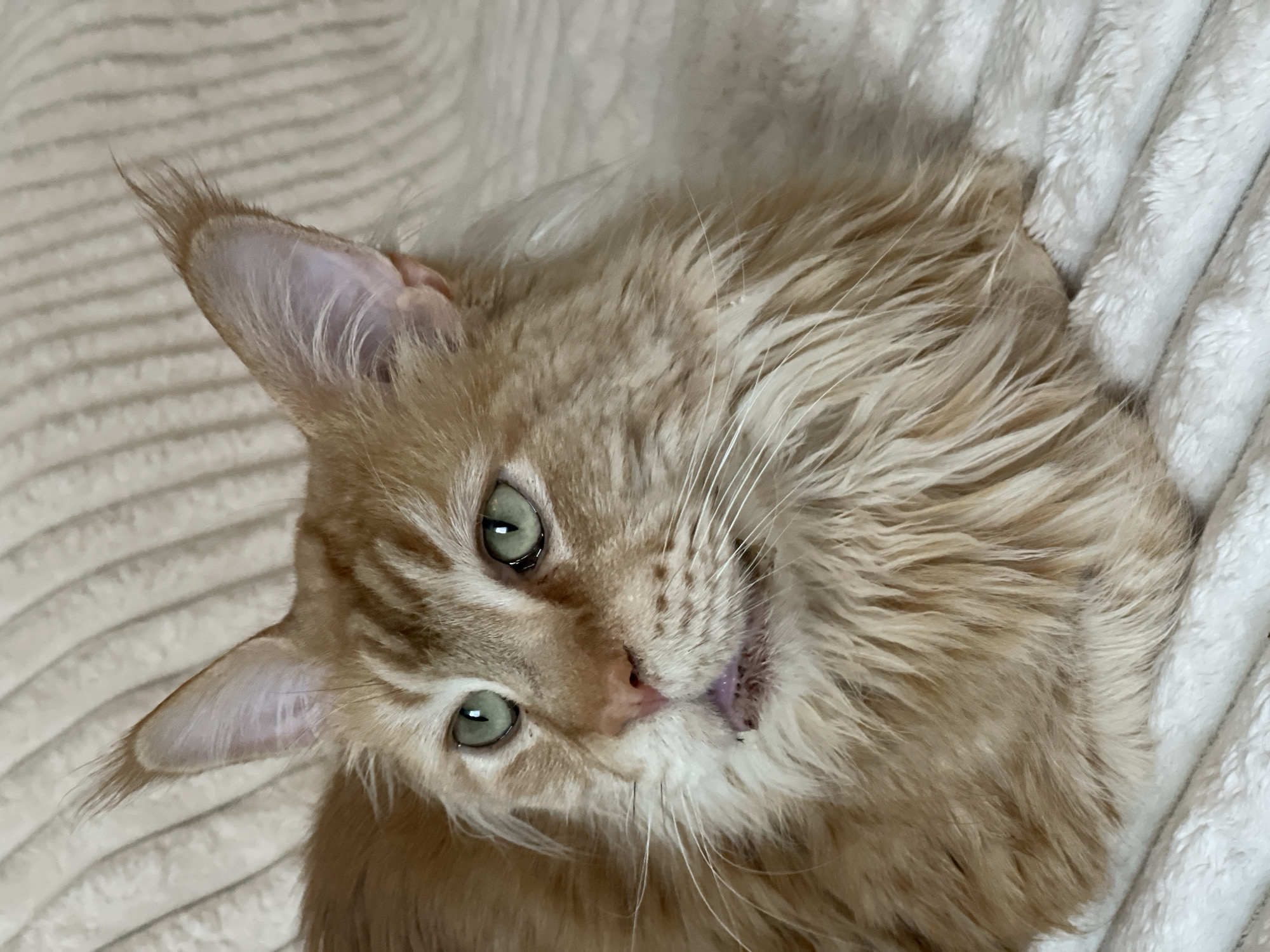 This is a close-up, top-down shot of a young, fluffy ginger Maine Coon cat lying on a cream-colored, textured blanket. The cat is positioned in the center of the frame, with its head tilted slightly to the left. Its large, expressive green eyes are wide open and looking directly at the camera. The cat has prominent ear tufts and long, white whiskers that fan out from its muzzle. Its fur is a warm ginger color with subtle tabby markings, particularly on its face. The cat's mouth is slightly open, revealing a glimpse of its tongue, which has a purplish hue, suggesting a relaxed or playful mood. The background is entirely composed of the soft, rippled texture of the blanket, which appears to be made of a plush material. The lighting is soft and diffused, indicating an indoor setting, possibly during the day. There is no visible text in the image. The scene evokes a sense of warmth, comfort, and cuteness, focusing entirely on the endearing features of the cat.