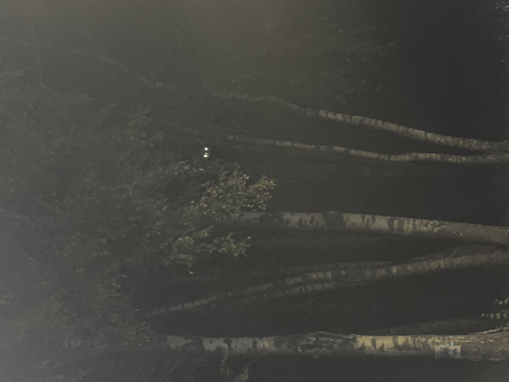 The image depicts a nighttime scene featuring several birch trees. Two bright, reflective circular shapes, consistent with the eyes of an animal, are visible amongst the foliage in the upper center of the frame. The trees are primarily located in the left and central portions of the image, with foliage covering much of the upper half. The background is dark, indicating a natural or unlit environment. There is no discernible urban infrastructure or landmarks to suggest a specific location within Moscow, Russia.