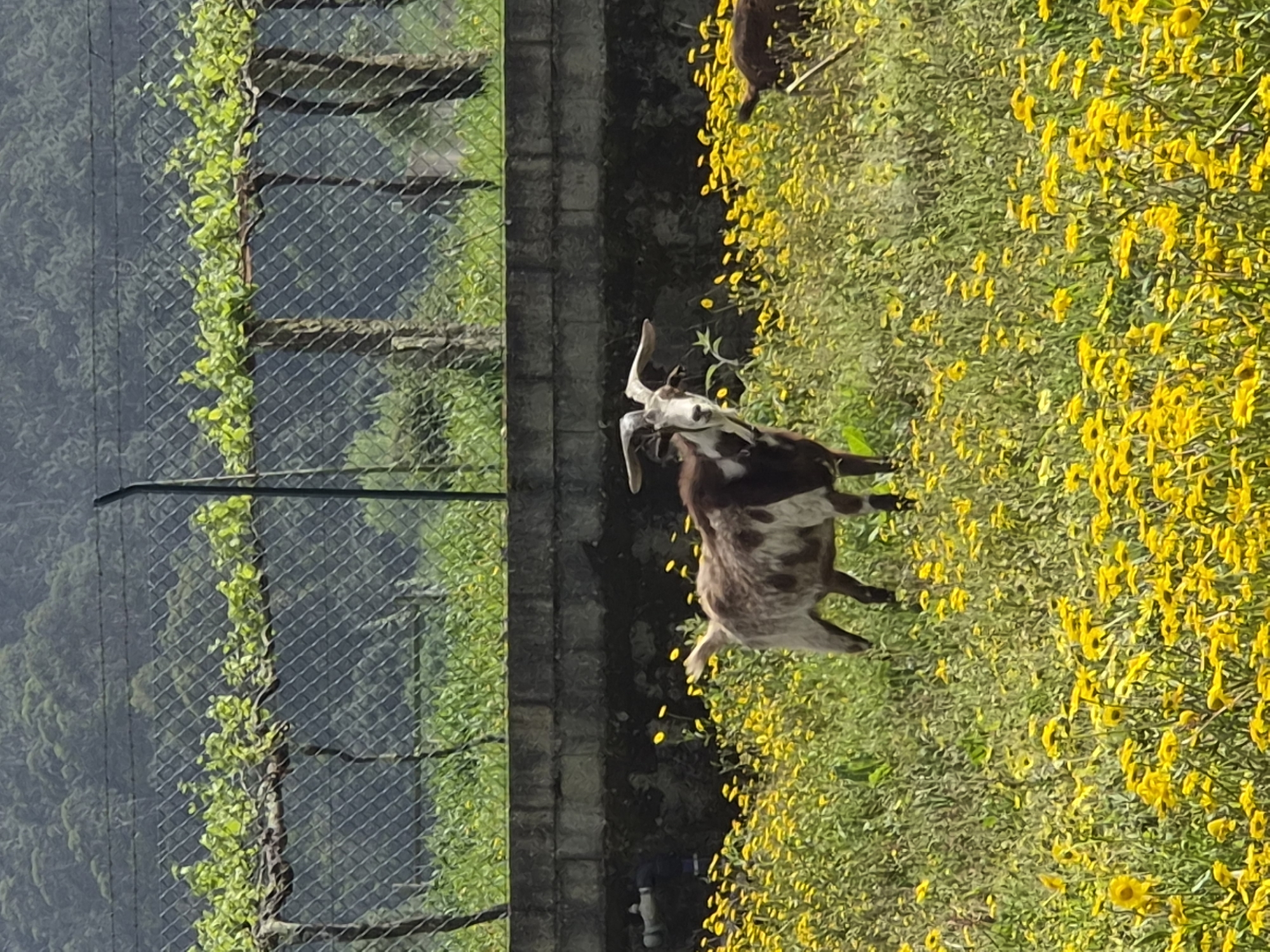 A landscape photograph features a goat with prominent curved horns standing amidst a field of yellow flowers. The goat exhibits a mix of brown and white fur. A metal fence, adorned with climbing greenery, runs parallel to the flower-filled area. Beyond the fence, a sloping landscape covered with trees stretches into the background. This scene is likely located near Esposende, Portugal, based on the camera's location metadata.