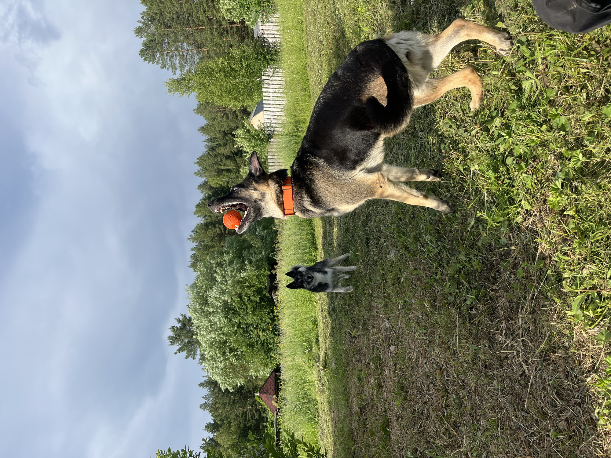 Two German Shepherd dogs are playing in a grassy yard with trees in the background. The larger dog, on the left, is wearing an orange collar and has an orange ball in its mouth. Its mouth is open, and its teeth are visible. The smaller dog, on the right, is grey and black and is standing in a playful pose. Both dogs appear to be happy and energetic. The setting is a rural area with a white picket fence and a small red-roofed building in the distance. The sky is overcast, suggesting it might be a cloudy day. The sun is casting shadows on the grass, indicating it is likely daytime. There is no visible text in the image.