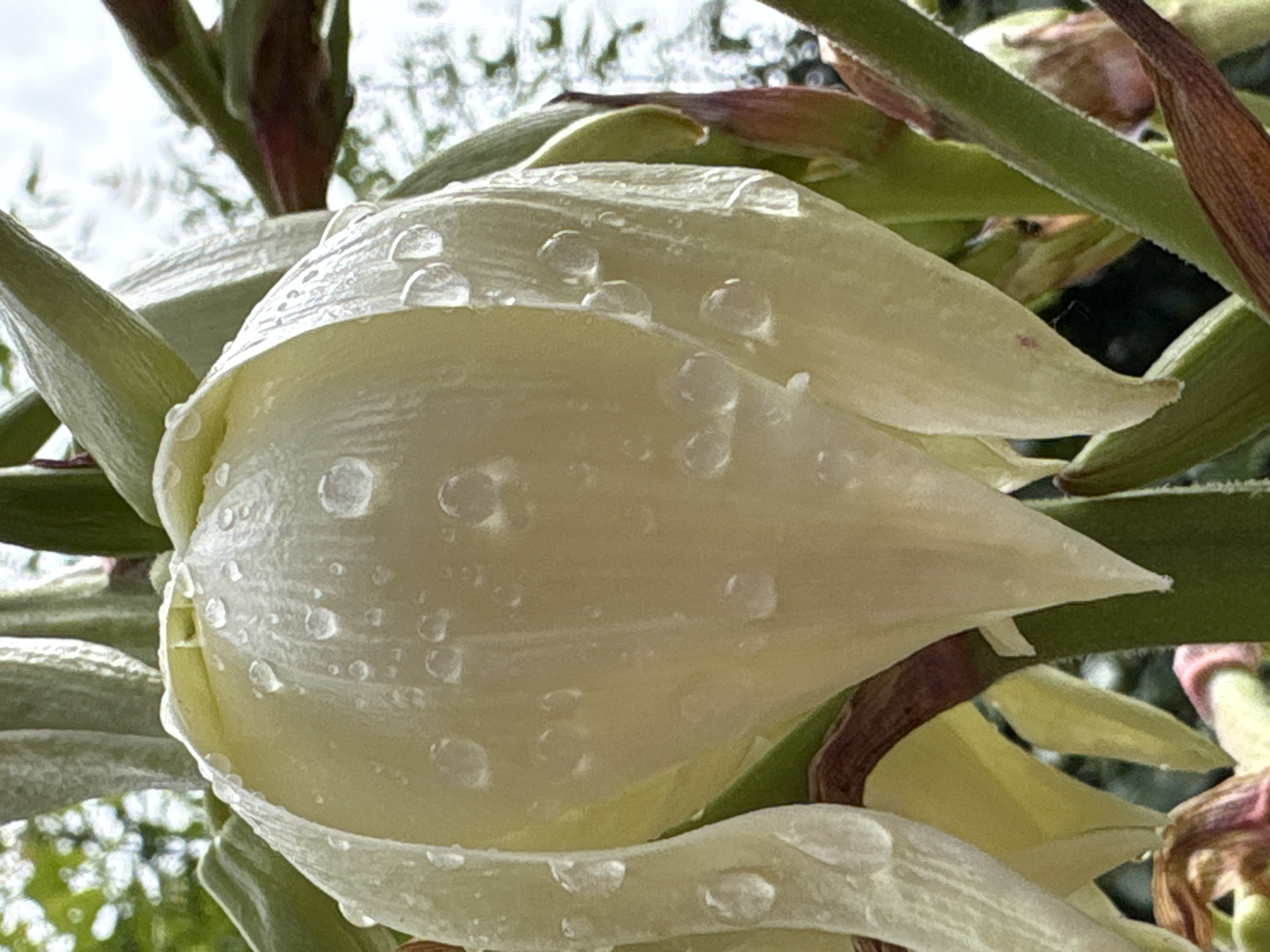 A close-up, vertically oriented, outdoor photograph features a pale yellow flower bud covered in numerous water droplets. The bud, which is the primary subject, is large and appears to be enclosed by several layers of petals or bracts. The water droplets are translucent and spherical, clinging to the surface of the bud, reflecting the light.
Surrounding the bud are thick, green stems and some reddish-brown, fibrous structures which could be part of the plant's stalk or dried foliage. In the background, the scene is out of focus, showing hints of green foliage and a bright, overcast sky. The overall impression is one of a plant after rain.
The image was taken in Bobov Dol, Bulgaria. There are no people, animals, or specific architectural elements visible that would indicate a particular location within the city. The scene is purely botanical.