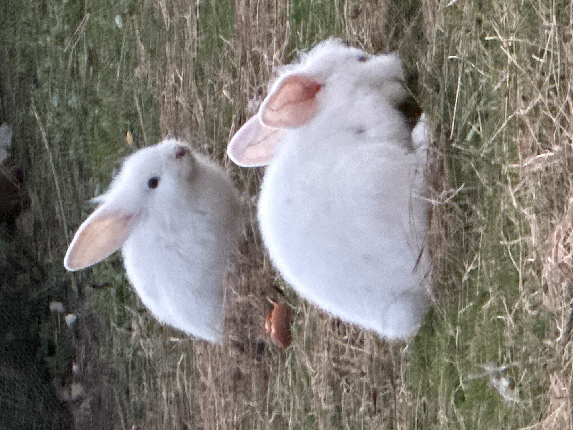 The image depicts two white rabbits in an outdoor grassy and straw-covered environment. The rabbit in the foreground is facing to the right and its ears are prominently visible, showing pink inner surfaces. The rabbit in the background is facing to the left, with its head turned slightly towards the camera. A small, orange object, possibly food, is visible in the straw between the two rabbits. The background consists of blurred greenery and earth. The scene appears to be a natural habitat for rabbits.