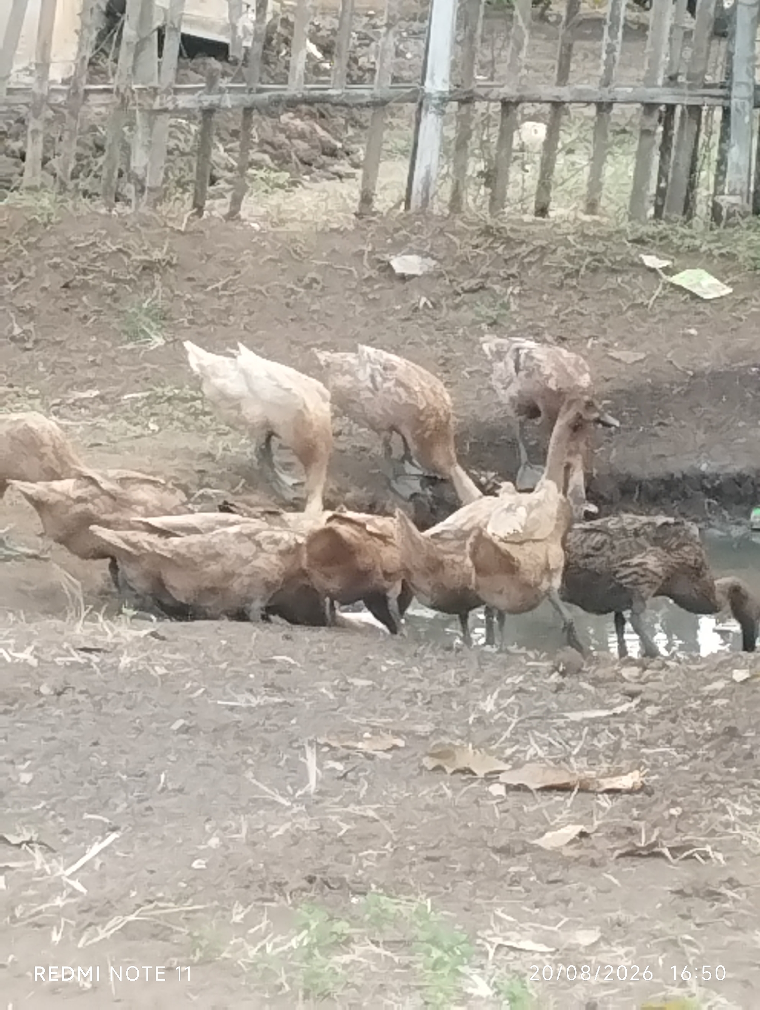 The image depicts a group of ducks in a muddy, outdoor environment. The ducks appear to be foraging or drinking from a shallow body of water. The ground is composed of dark, wet soil with scattered dry leaves and some sparse vegetation. In the background, a rustic wooden fence is visible, made of upright poles and horizontal supports. The overall impression is one of a rural or semi-rural setting. The image is dated 20/08/2026, suggesting it was taken in Karawang, Indonesia, based on the information provided.