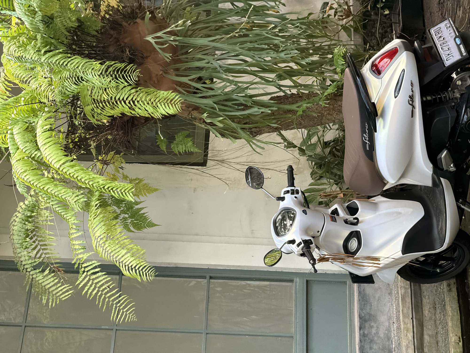 A white scooter is parked on a stone pathway in front of a building with large windows. A large fern is growing from a tree next to the building. The scooter has a brown seat and a license plate that reads "DK 4784 KBU". The building appears to be in a tropical or subtropical climate, with lush green vegetation. The overall scene suggests a tranquil, outdoor setting in a city like Ubud District, Indonesia.