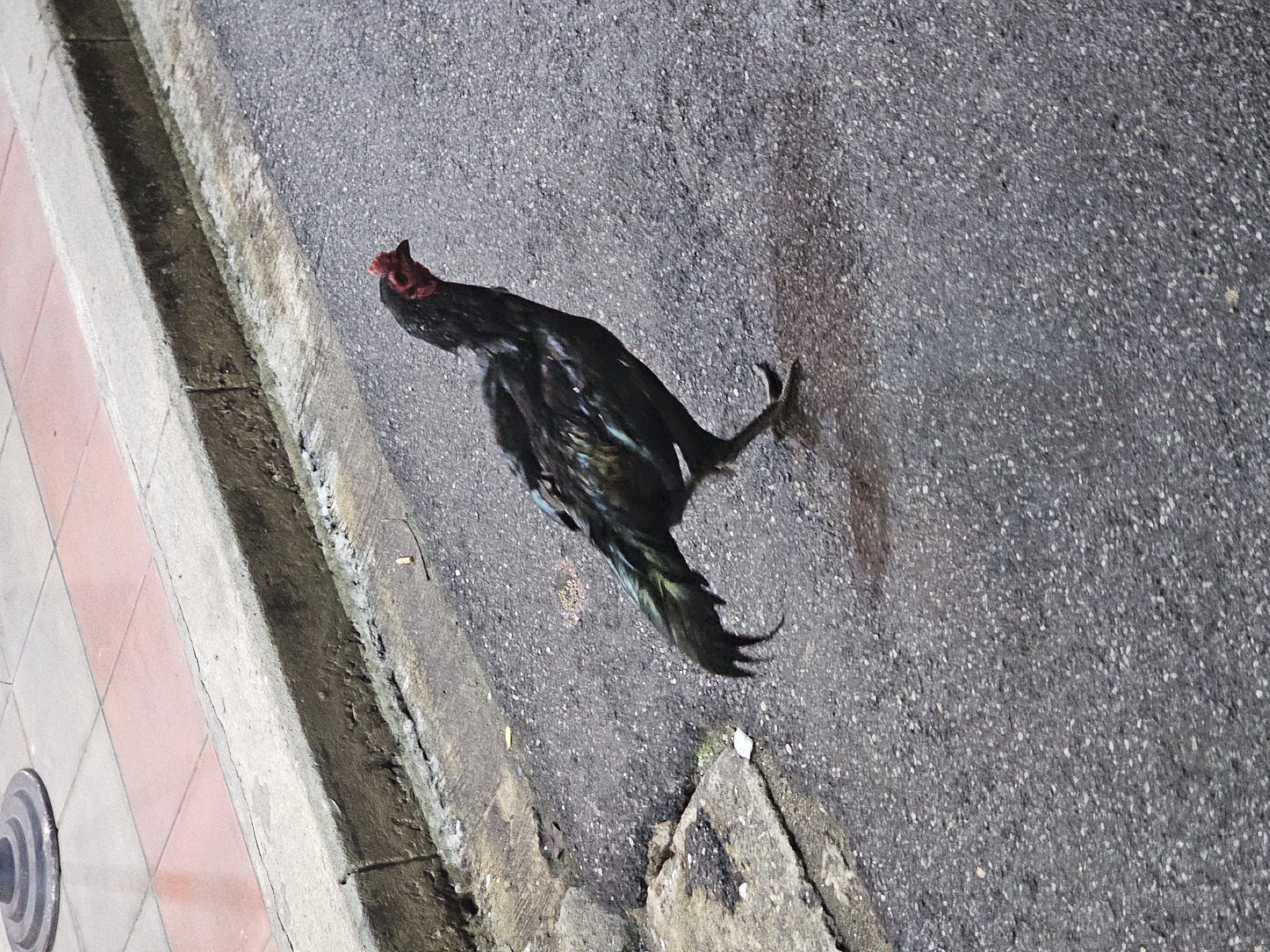 A dark-colored chicken walks on an asphalt road in Bangkok, Thailand. The chicken is predominantly black with iridescent green and blue feathers on its tail. It has a red comb and wattles. The road is wet and appears to be somewhat dirty, with some small pebbles and debris visible. To the left of the road is a concrete curb, and beyond that, a sidewalk made of pink and gray square tiles. A circular metal object is partially visible on the sidewalk in the upper left corner of the image. The lighting suggests it is daytime, possibly overcast.
