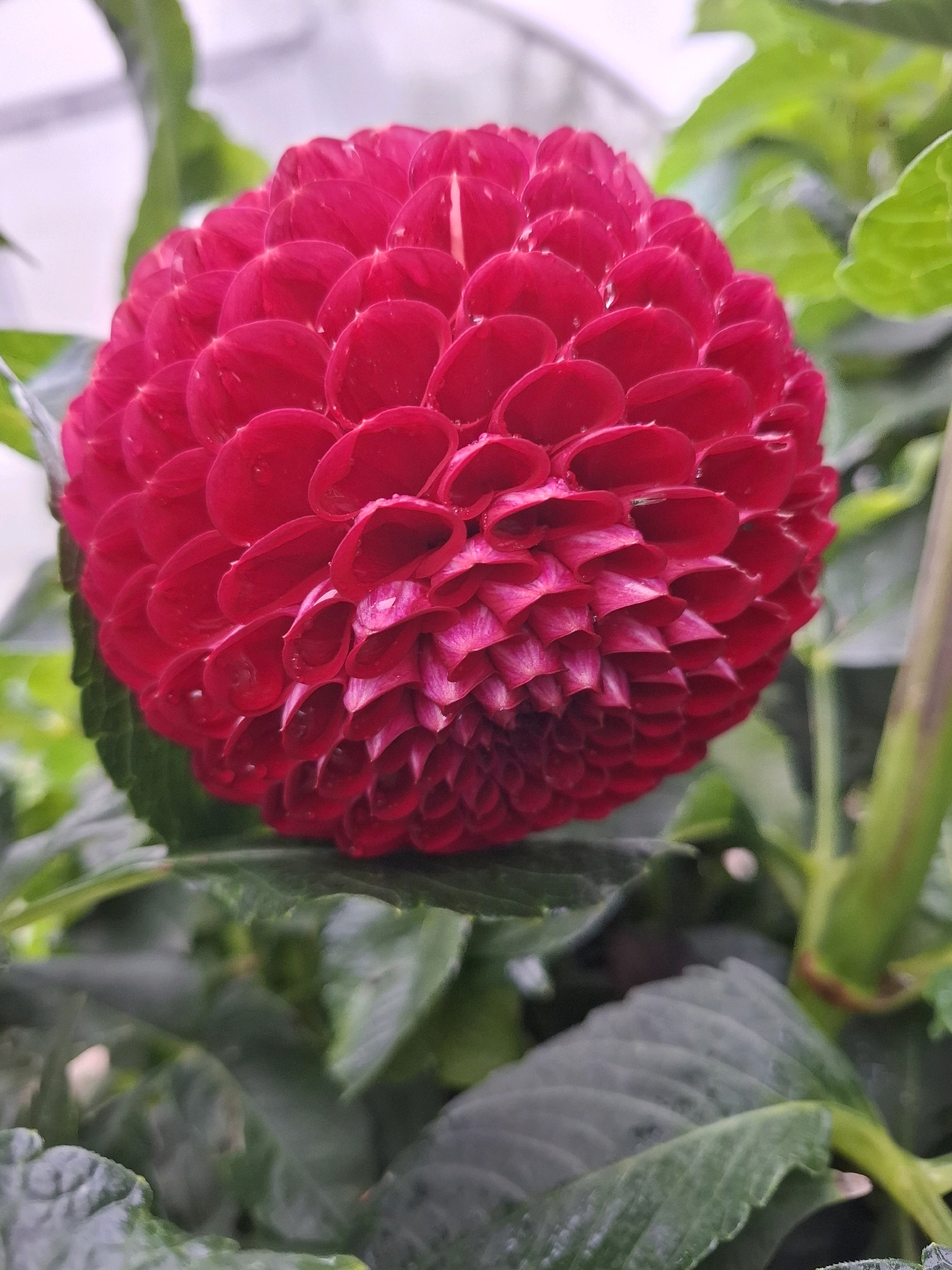 A close-up, vertical shot focuses on a vibrant red dahlia flower. The flower's petals are densely packed, forming a spherical shape with a ruffled texture. Many petals have a slight curl or fold, creating depth and shadow. Small water droplets are visible on some of the petals, suggesting recent moisture. The flower is surrounded by lush green foliage, some of which is slightly out of focus, providing a soft background. The overall impression is one of natural beauty and botanical detail. There are no people or buildings visible. The scene is likely outdoors in a garden or greenhouse setting. The image does not contain any information that could identify its specific location within the city of Tyumen, Russia, or any other location.