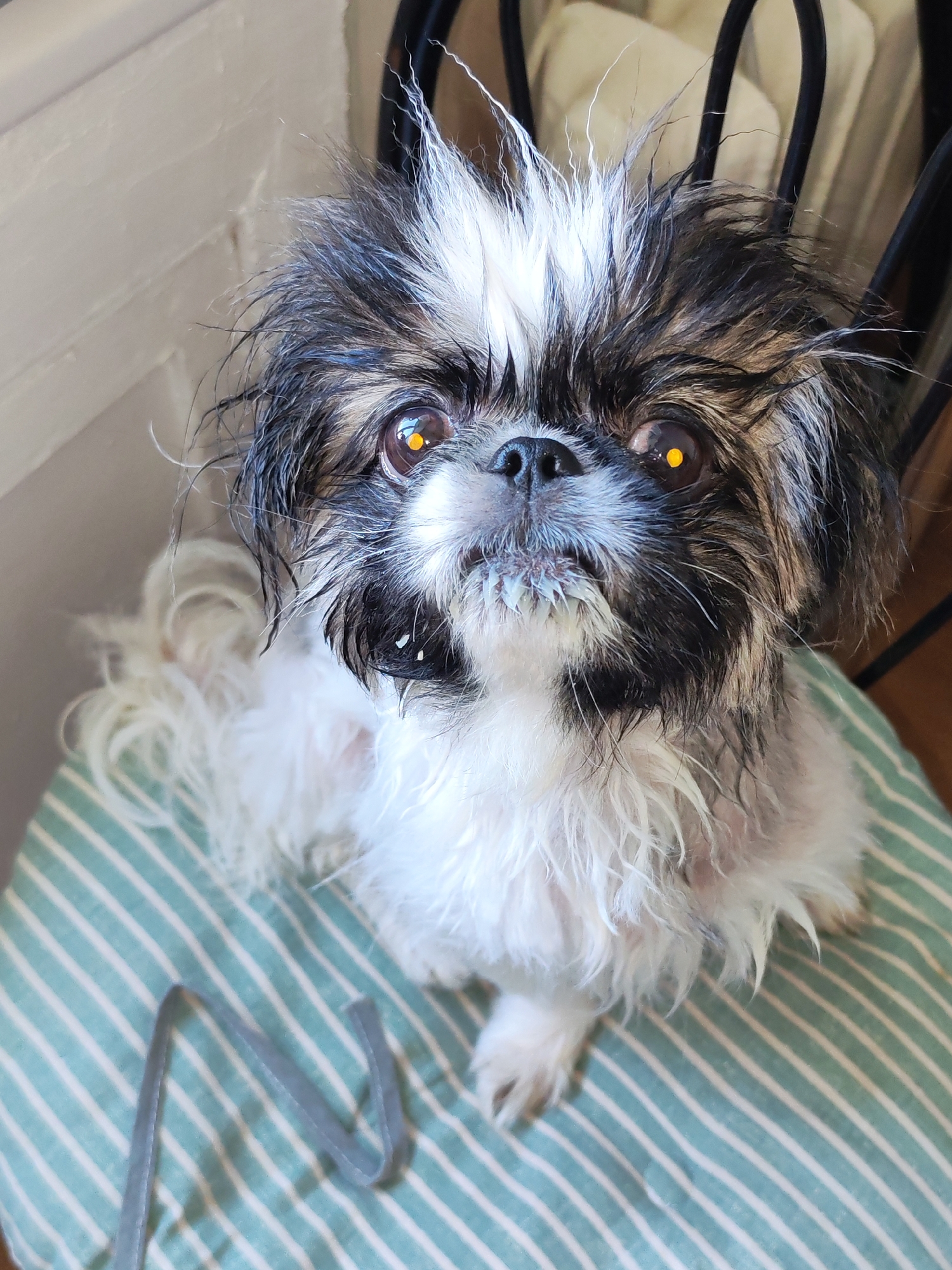 A Shih Tzu dog with wet fur and bright orange eyes sits on a green and white striped cushion. The dog has a black nose and is looking directly at the camera with a slightly open mouth. Its fur is a mix of white, black, and brown. In the foreground, to the left of the dog, is a grey object with a bent shape. The background is out of focus, but appears to be an indoor setting with a wall and a chair. The overall impression is of a close-up portrait of a dog. There is no information available to determine the location in the city of Izhevsk, Russia.