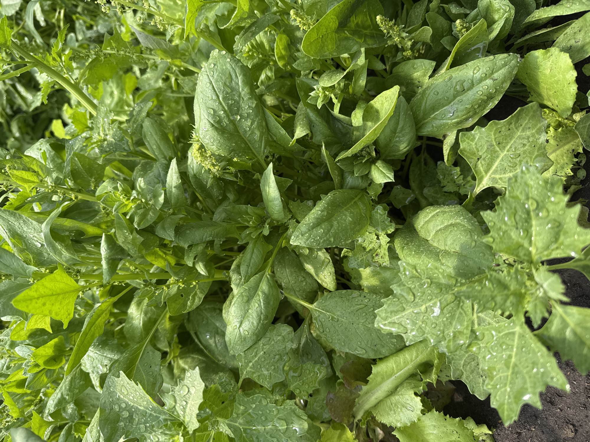 The image displays a close-up, overhead view of a garden bed filled with lush green leafy vegetables. The leaves are wet, indicating recent rainfall or watering, with numerous water droplets visible on their surfaces. The plants appear healthy and vibrant. There are various types of leaves present, some are broad and ovate, while others are more serrated. Small clusters of undeveloped flowers or buds are also visible on some of the plants. The background is filled with more foliage, suggesting a dense planting. The ground beneath the plants is dark soil. There are no people, animals, or man-made structures visible in the image.