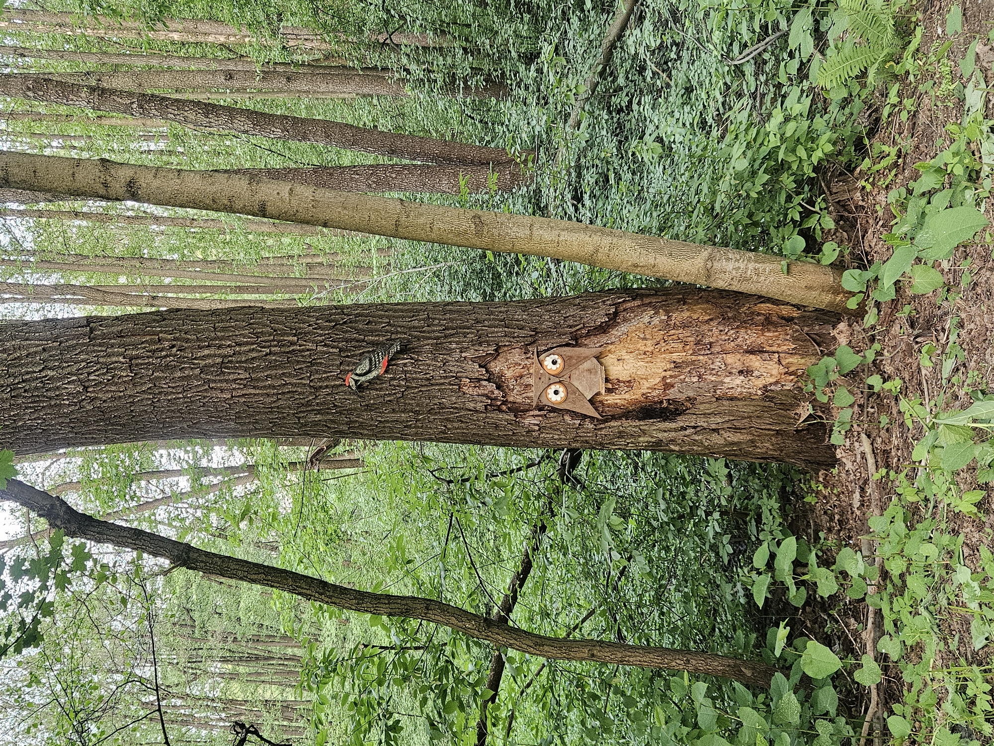 The image shows a forested area. The scene focuses on a tree trunk lying horizontally on the ground, or leaning very low to the ground. The tree has a wooden owl ornament attached to it. A decorative woodpecker also adorns the trunk. The ground around the tree is covered in green foliage. Behind the central tree, several other trees stand vertically. The general location is consistent with the environment found in the city of Udelnaya, Russia.