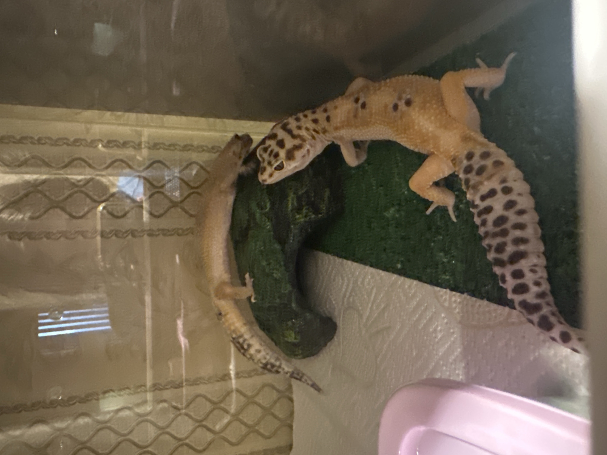 Three Leopard Geckos are contained within a glass enclosure. The foreground features one gecko, mostly tan with dark brown spots on its head, body, and tail, positioned on a green artificial turf substrate. It faces the lower right, with its head turned left. To its left, a pink plastic water dish is partially visible. Another gecko, lighter tan, lies stretched out on a dark green, rock-like hide in the mid-ground, oriented towards the upper right. Its tail rests on a white paper towel segment. A third gecko is partially obscured behind the rock structure. Reflections on the glass enclosure indicate an indoor environment, showing patterns resembling curtains or blinds and vertical light sources. The image provides no identifiable features to determine its specific location within Moscow, Russia.