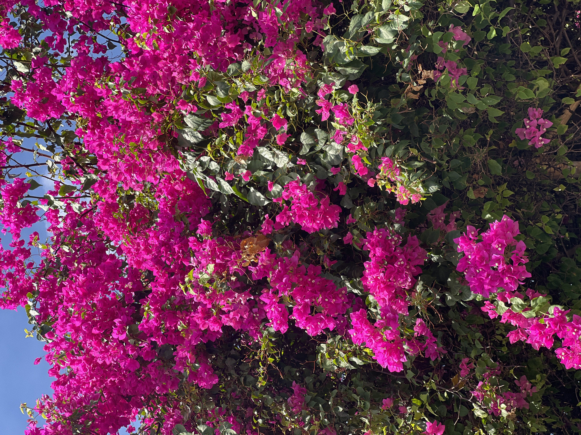 The image shows a close-up view of a vibrant bougainvillea bush with numerous bright pink bracts and small green leaves. The bougainvillea is lush and appears to be growing outdoors against a clear blue sky. The lighting suggests it is daytime, possibly morning or afternoon. The composition is dominated by the colorful flowers, with some of the darker green foliage providing a contrast. There are no people or other discernible objects or structures visible in the frame. The scene is natural and horticultural in nature.