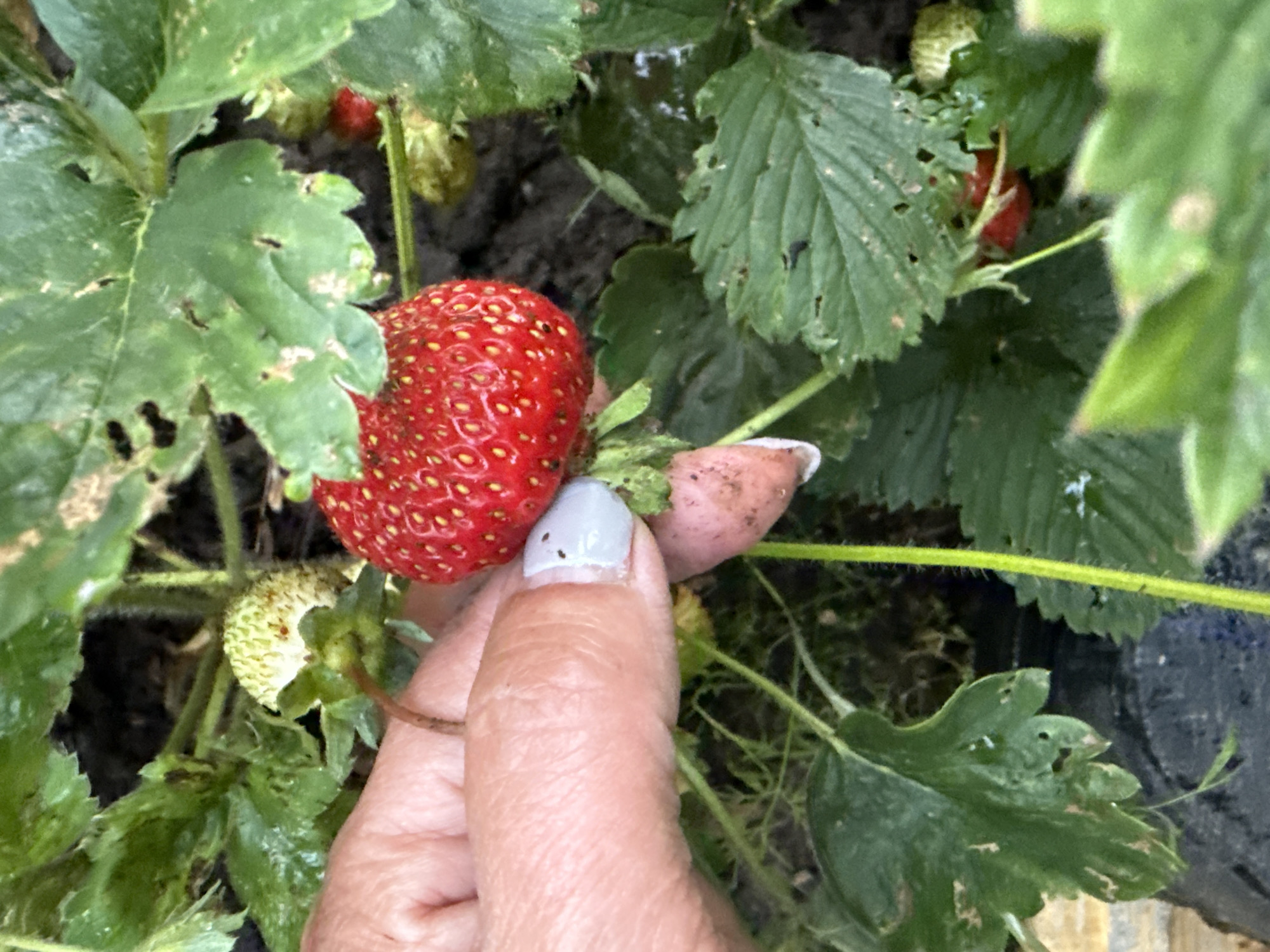 A person's hand is holding a ripe red strawberry from a plant in Kazan, Russia. The strawberry is plump and has numerous seeds visible on its surface. The hand has light-colored fingernails painted with a pale blue polish. The strawberry plant has green leaves, some of which appear slightly damaged or eaten. There are also unripe green strawberries visible on the plant. The background is dark and out of focus, suggesting a garden or natural environment. The image captures a close-up view of the strawberry and the act of harvesting it.