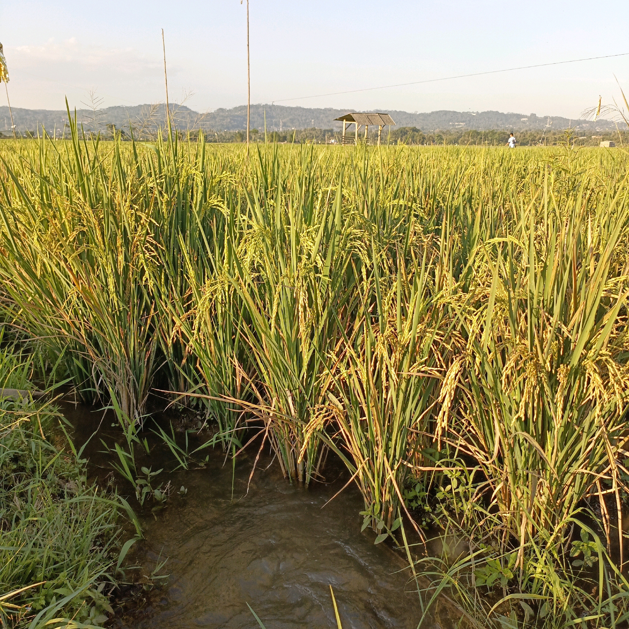 A wide shot captures a sunlit rice paddy in Rowosari, Indonesia. Golden rice stalks, heavy with grain, dominate the foreground, their tips illuminated by the low-angled sun. A shallow stream of murky water flows through the field, bordered by green grasses and other small plants. In the mid-ground, a small, rustic hut with a thatched roof stands amidst the rice. Further in the distance, a lone figure in a light-colored shirt walks across the paddy, while a power line stretches across the horizon. Rolling hills and a hazy sky complete the rural landscape.