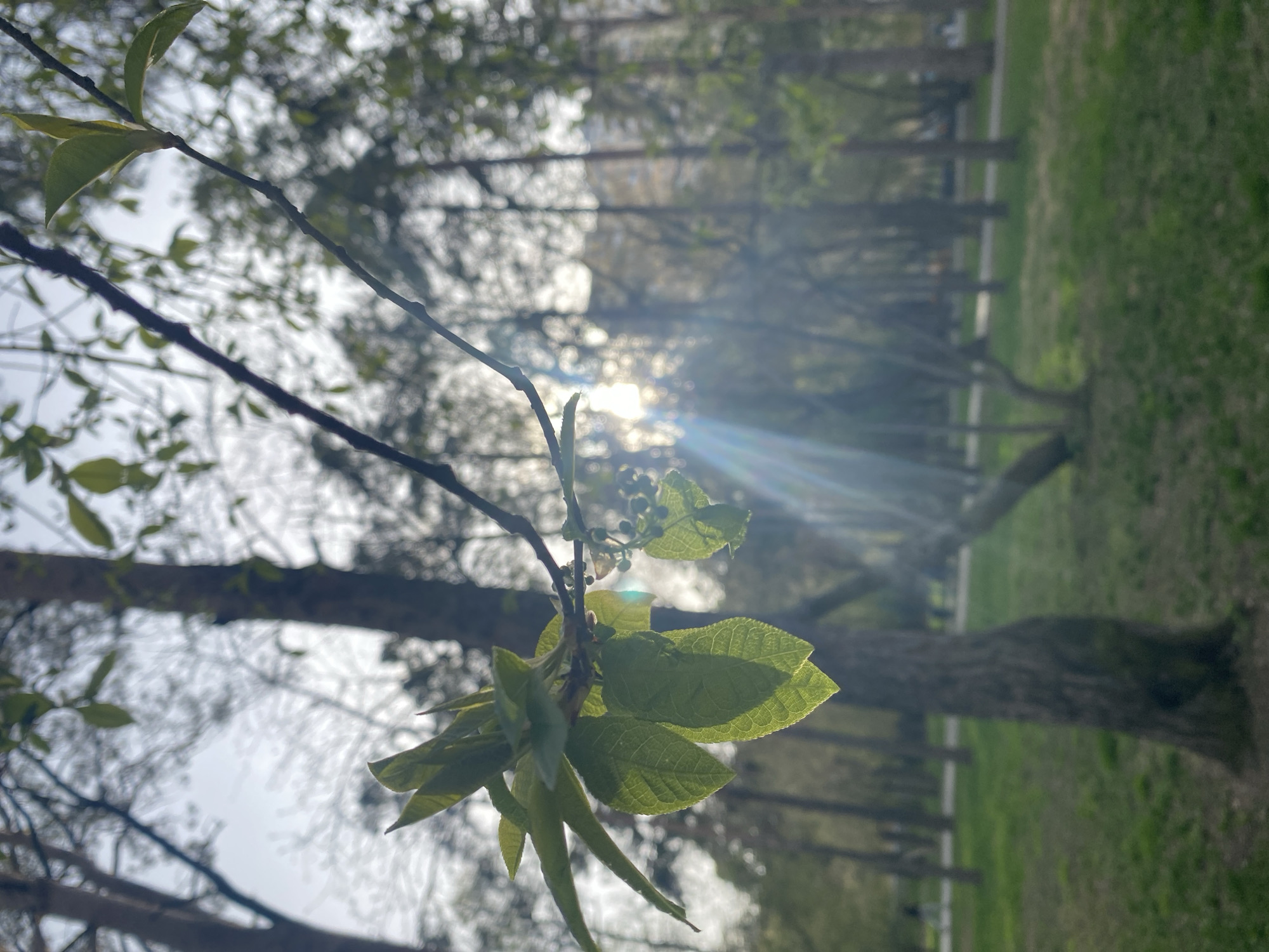 The image captures a vibrant, sunlit close-up of a tree branch adorned with fresh, light green leaves and small buds, indicative of springtime in a natural setting, likely a park or wooded area in Yekaterinburg, Russia. The branch extends diagonally across the frame from the upper-left towards the lower-right.
A prominent sun flare and distinct rays of light emanate from the upper-right portion of the image, where the sun is positioned behind the branch. This backlighting illuminates the tender leaves, making them appear translucent and glowing with a vivid green hue. The veins of the leaves are clearly visible against the light.
The background is softly blurred, creating a bokeh effect that emphasizes the foreground branch. Through the haze of the bokeh, numerous dark tree trunks and patches of green grass can be discerned, suggesting a deeper forest or a spacious park. No specific activities or events are taking place, and no people are visible. The time of day appears to be sunny daytime, either morning or late afternoon, given the angle of the sun and the bright, clear light. There is no visible text in the image.
