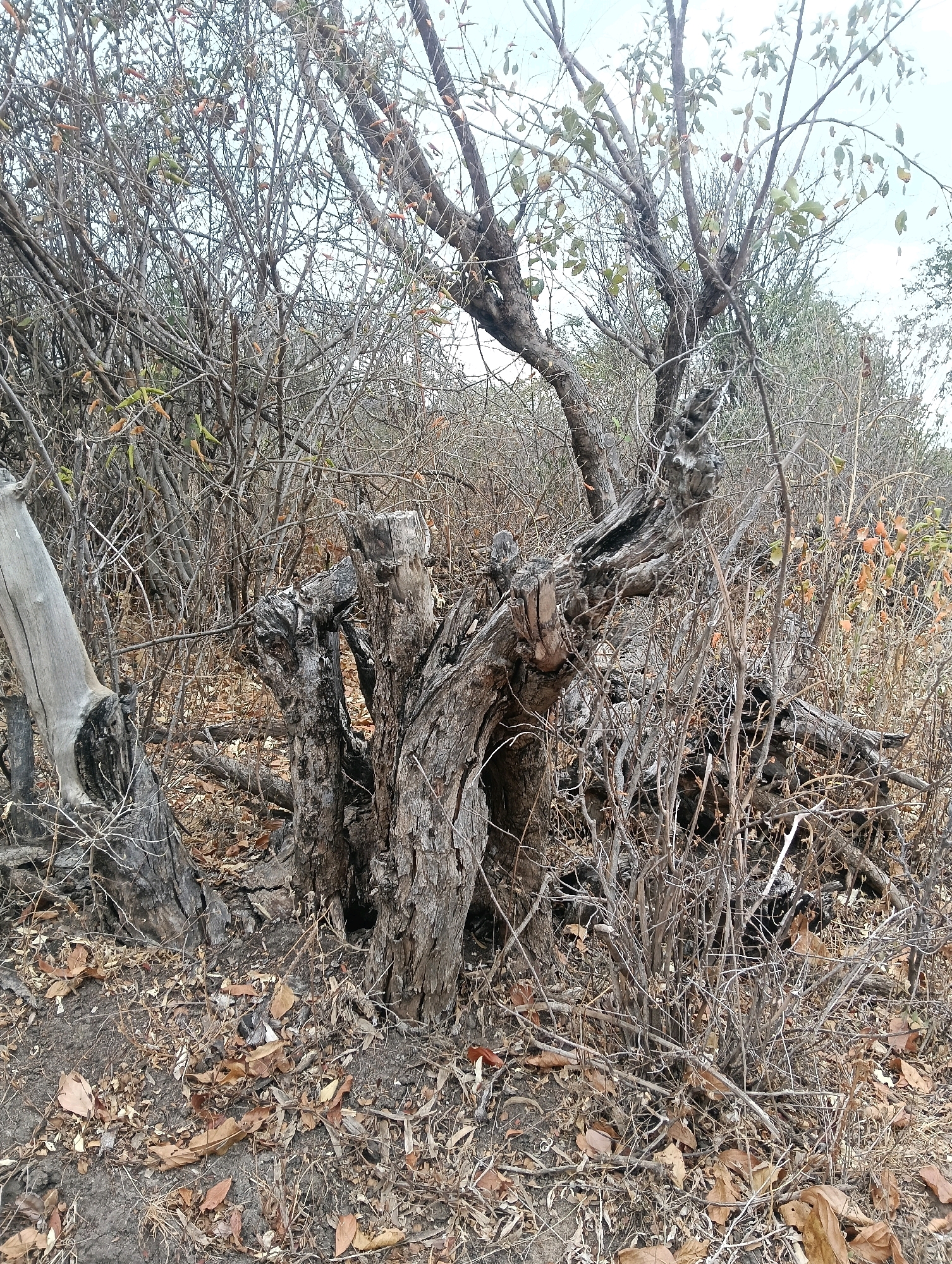 The image depicts a dry, wooded area with several dead and decaying trees and branches. The ground is covered in dry leaves and twigs. The environment appears arid, with a sparse growth of vegetation. The sky is overcast. There are no people or animals visible in the image. The scene is consistent with a natural landscape in a dry climate. This photograph was taken in Mutitu/kaliku ward, Kenya.