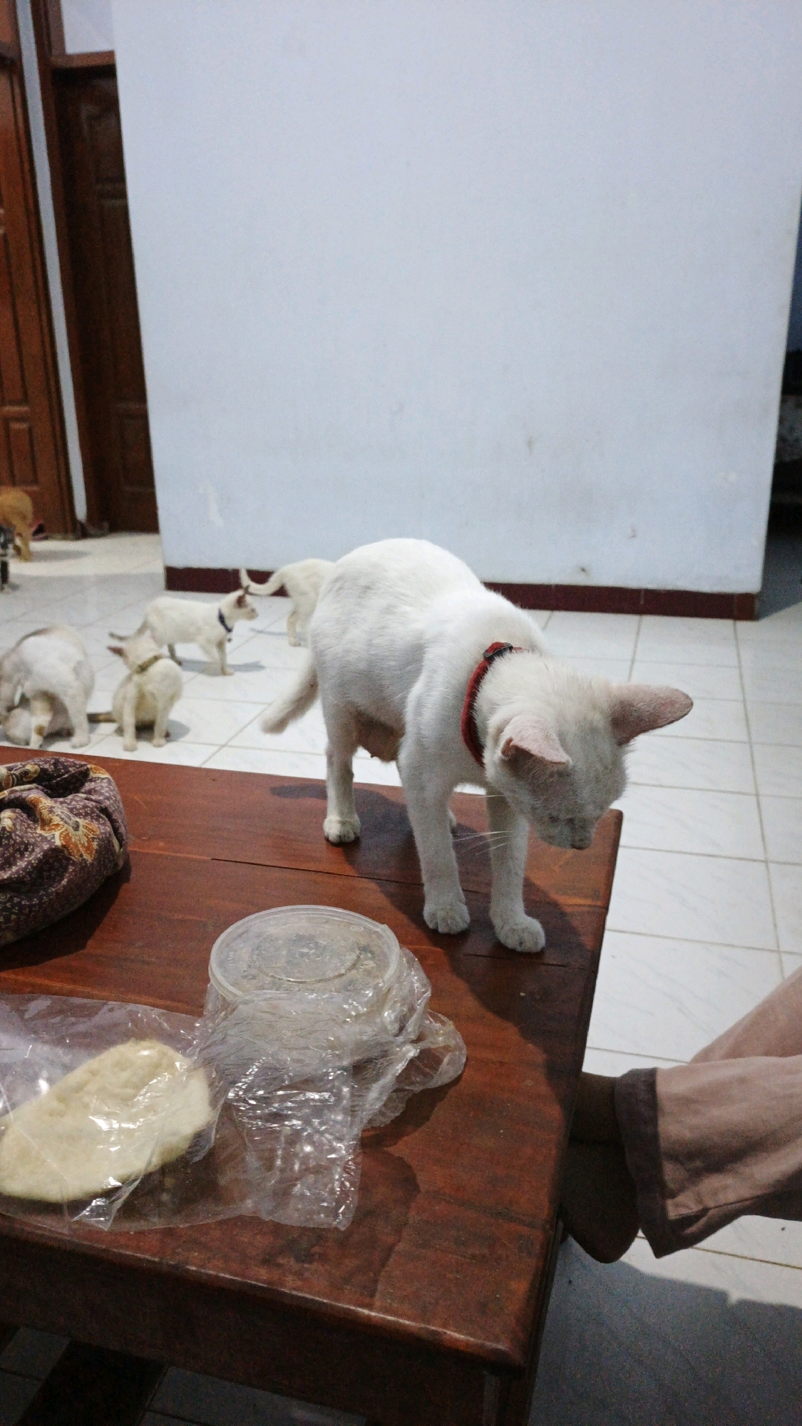 In an indoor setting with tiled flooring and a white wall, a group of cats are present. A primarily white cat with a red collar is positioned in the foreground, facing downwards and to the right, with its body bent. To its left, on a dark wooden table, are a plastic-wrapped piece of flatbread and a covered plastic container. Behind the foreground cat, several other cats, mostly white and appearing to be young, are scattered across the floor. One is near a wooden door in the background. A person's legs, clad in brown trousers, are visible on the right side of the image, with their feet resting on the floor. The scene suggests a domestic environment in Campurdarat, Indonesia.