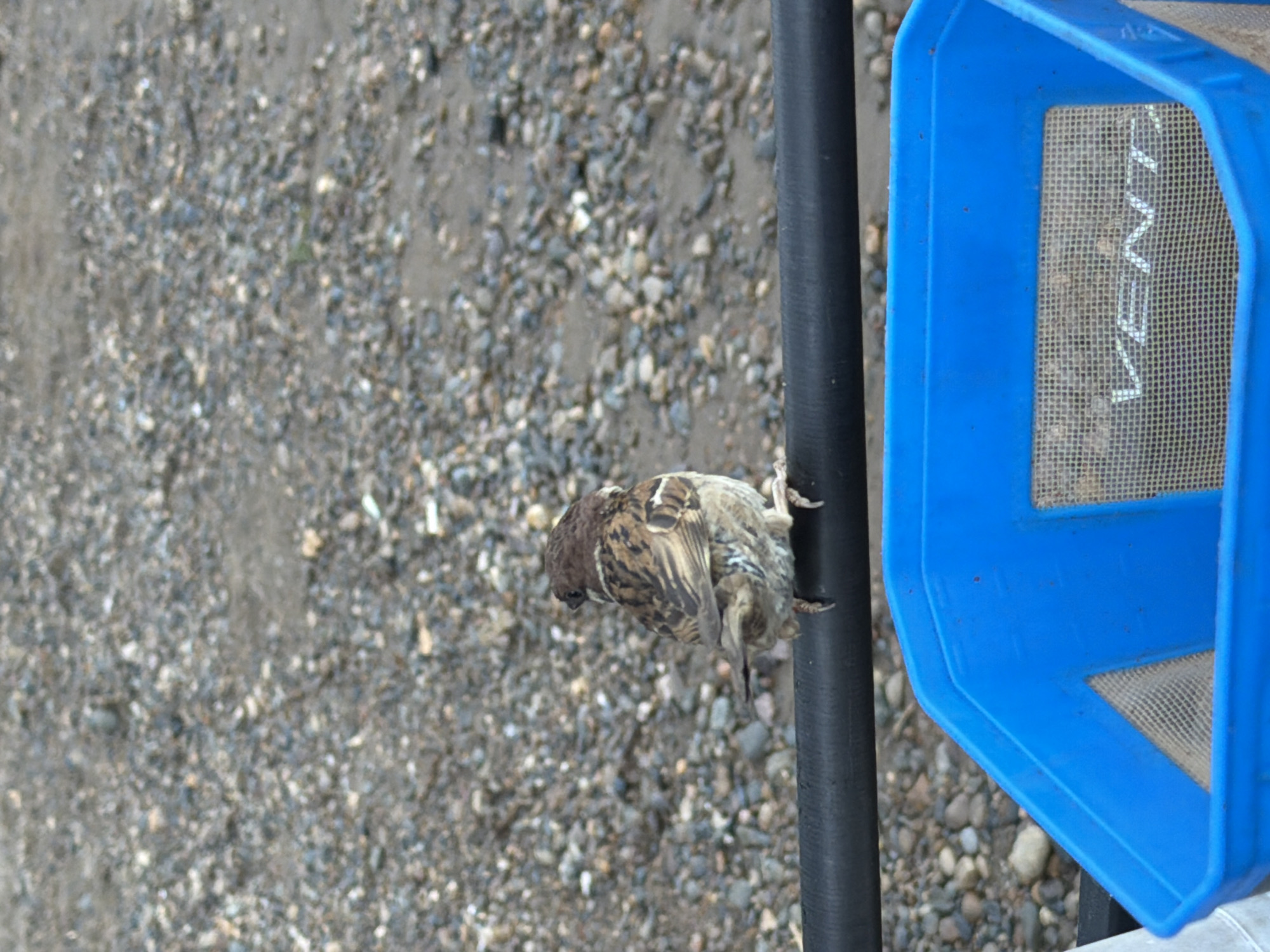 An adult house sparrow with mottled brown and white plumage is perched on a black horizontal bar. The sparrow is facing away from the camera, looking to the left. Below the bar is a bright blue plastic container with a mesh screen across its opening. The background consists of gravel and dirt. The scene appears to be outdoors, possibly in a park or yard in Chaikovsky, Russia, based on the context provided.