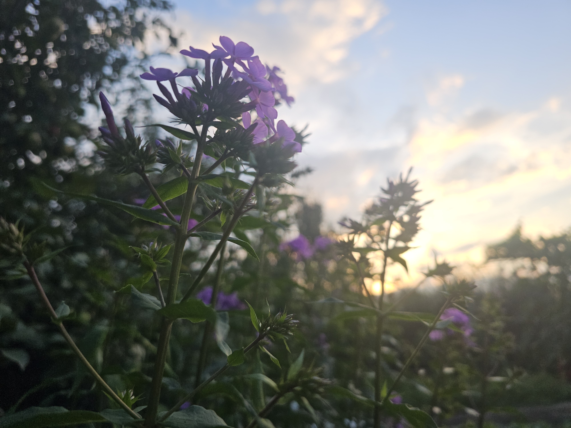 The image depicts a close-up view of purple phlox flowers in bloom against a soft, hazy sunset sky. The foreground is dominated by the detailed structure of the flower stalks and their green leaves, some of which are in sharp focus while others are blurred. Several buds are visible, suggesting the flowers are still developing. In the background, out-of-focus foliage and hints of more distant purple flowers create a sense of depth. The sky is a gradient of pale blue with streaks of warm orange and yellow clouds, illuminated by the setting sun which is partially obscured by the foliage. The overall impression is one of a serene, natural scene, likely captured in a garden or park setting. Based on the provided location, this scene is situated in the city of Kamen-na-Obi, Russia. There are no people or animals visible in the image.