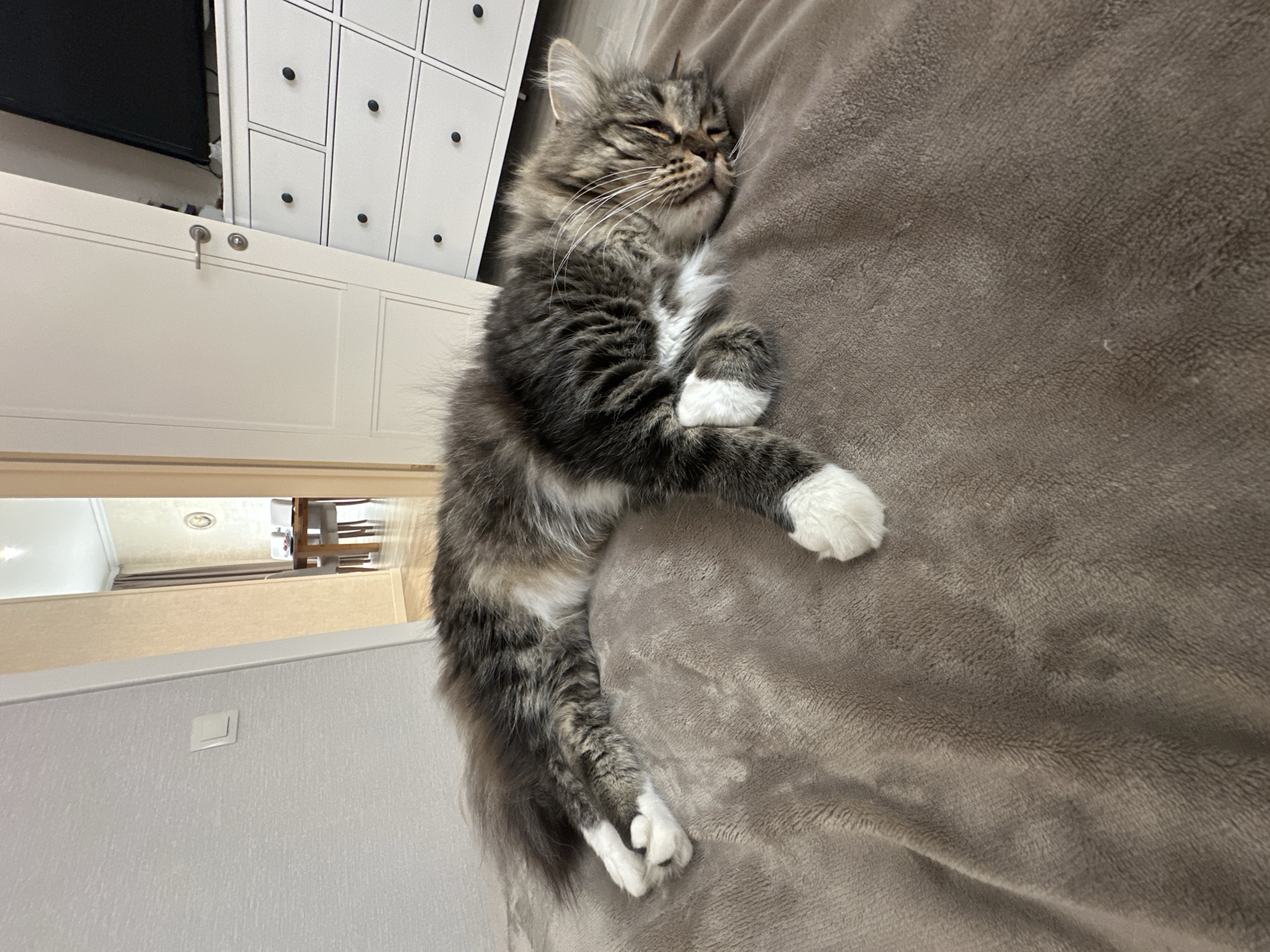 In this horizontal, eye-level, indoor shot taken in Подстёпки, Russia, a fluffy, long-haired tabby cat is sleeping soundly on a soft, brown blanket. The cat is positioned diagonally across the frame, with its head resting on the blanket and its body stretched out. Its eyes are closed, and its face appears relaxed. The cat has distinctive markings, including grey and brown fur with white accents on its chest and paws. One of its front paws is tucked in, while the other is extended. The background is somewhat out of focus, but suggests an interior setting. To the left, a white piece of furniture with multiple drawers is visible, and beyond that, a black object, possibly a television, is partially seen. The overall mood is peaceful and tranquil, depicting a moment of rest for the feline. There is no visible text in the image.
