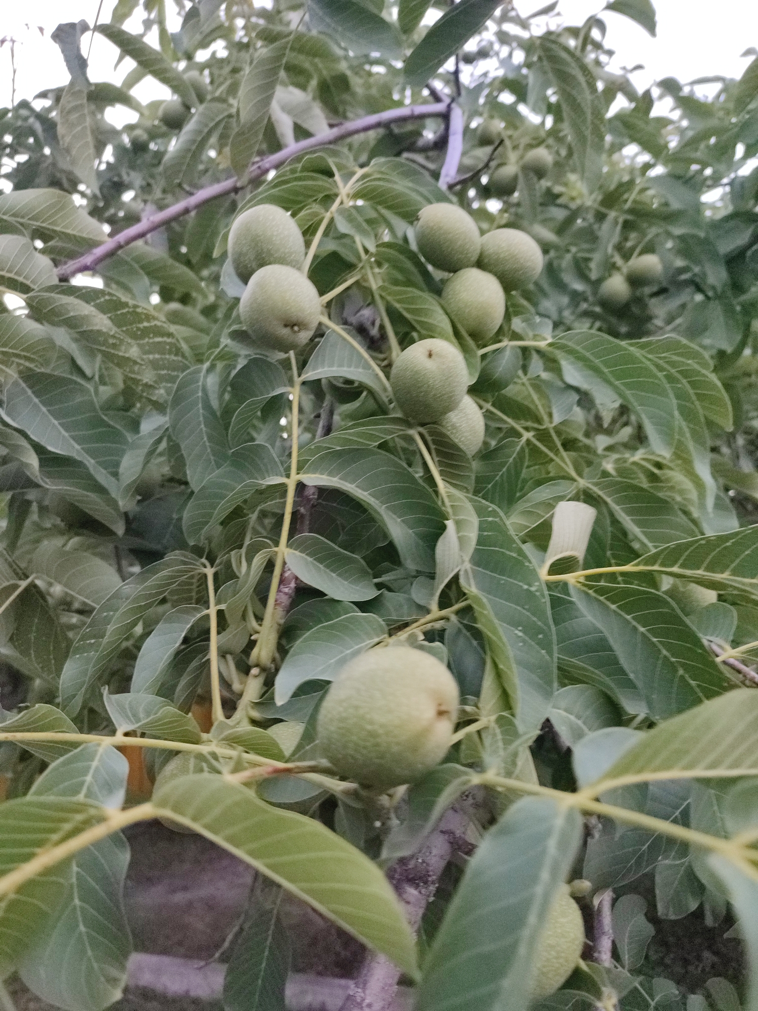 The image shows a cluster of unripe walnuts on a tree branch, with lush green leaves and a slightly overcast sky in the background. The walnuts are predominantly a light green color and appear to be in various stages of development. The branch is brown and speckled, with some thinner twigs extending from it. The leaves are elongated with serrated edges, characteristic of a walnut tree. The overall lighting suggests it is daytime, possibly late afternoon or early morning, given the muted light. There is no visible indication of human presence or activity in the image, nor are there any specific landmarks to pinpoint the location within Shyshaky, Ukraine, beyond it being a natural, outdoor scene of a walnut tree.