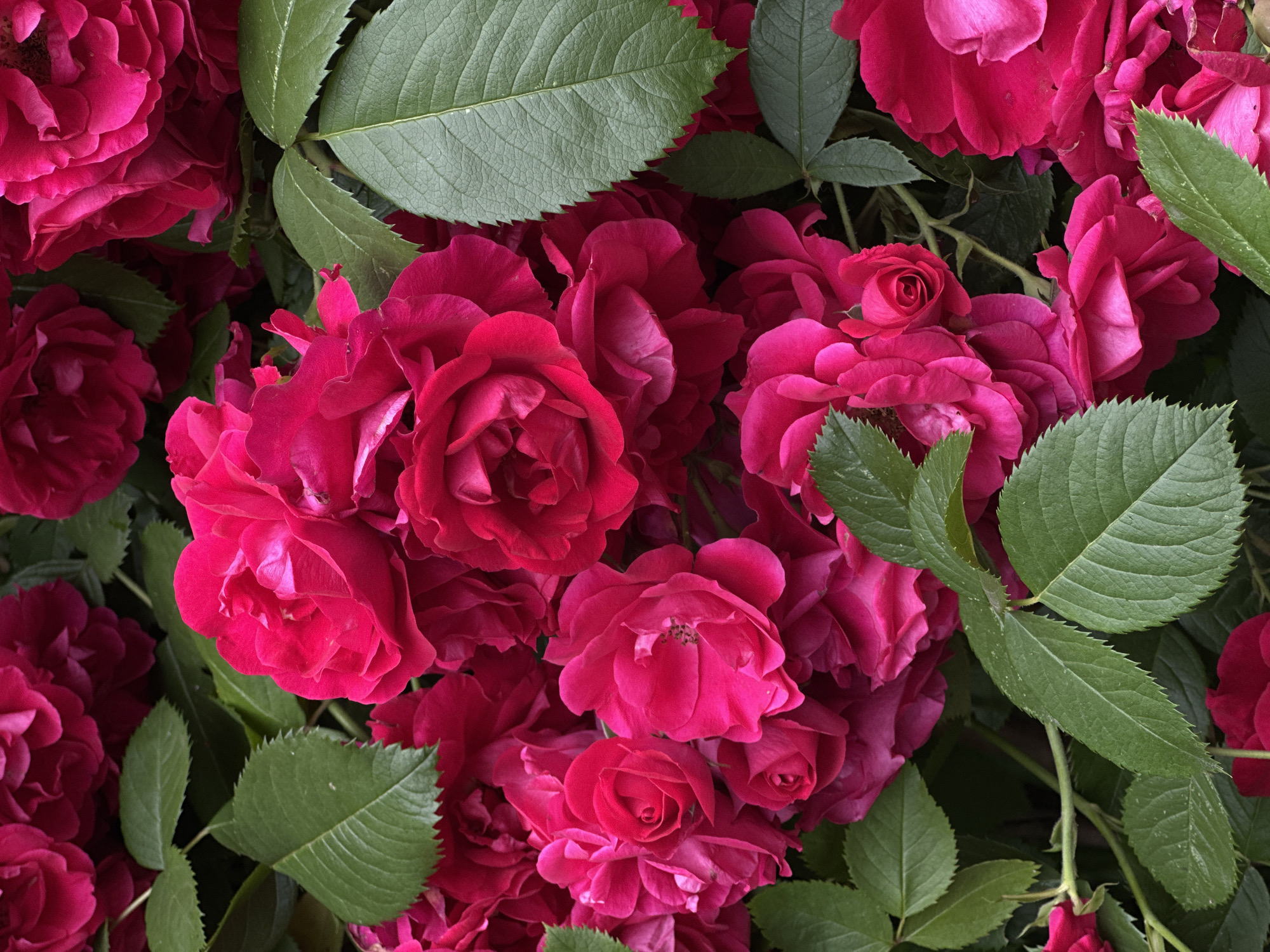 This is a close-up, overhead shot of a dense cluster of vibrant pink roses interspersed with lush green leaves. The roses are varied in their bloom, with some fully opened, revealing intricate petal layers and some still in bud. The leaves are broad with serrated edges and appear healthy, adding a contrasting texture and color to the soft petals. The lighting suggests it might be daytime, possibly diffused sunlight given the absence of harsh shadows. The image captures the abundant beauty of a rose bush, likely in a garden or natural setting, though no specific location cues are visible. The overall impression is one of natural beauty and the fullness of a blooming plant. There is no visible text in the image.