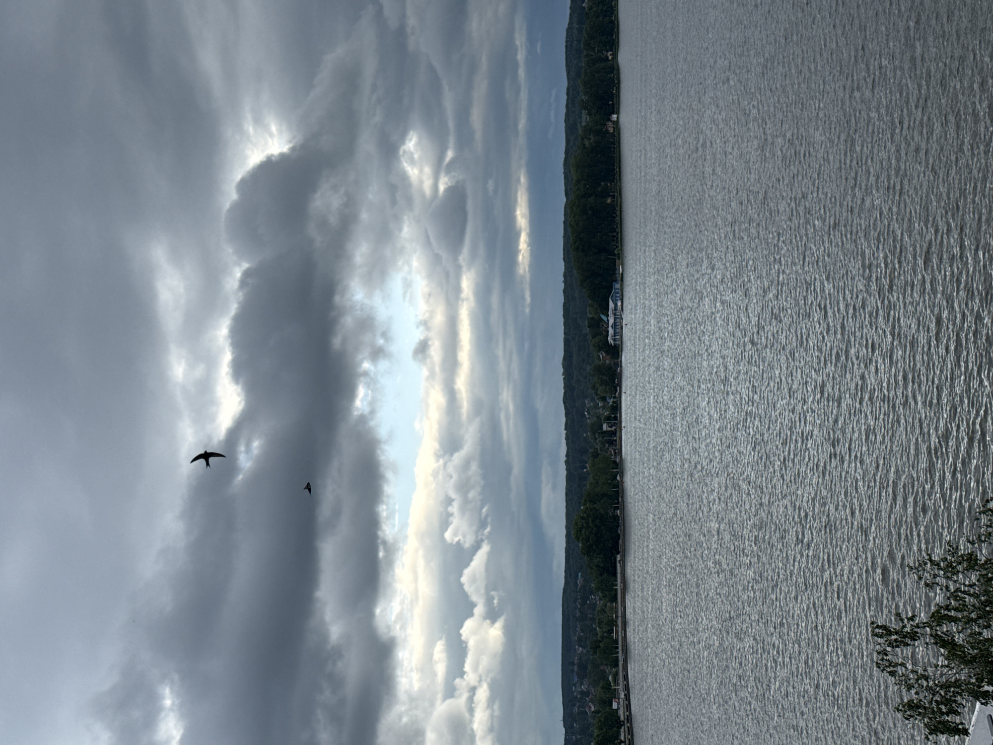 This image captures a wide shot of the Votkinsk Pond (also known as Votkinsk Reservoir) in Votkinsk, Russia, under a heavily overcast sky. The scene is dominated by natural elements, with distant signs of human settlement.
The upper two-thirds of the frame are filled with a dense, multi-layered formation of dark grey clouds, exhibiting varying levels of thickness and texture. Patches of lighter grey and soft blue are visible where sunlight partially penetrates the cloud cover, particularly towards the center and upper right. Two birds are distinctly silhouetted against these clouds in the upper left quadrant. The larger, more prominent bird, positioned higher, is a swift or swallow, identified by its characteristic crescent-shaped wings and forked tail, captured mid-flight. A smaller, less defined bird flies lower and to its left, also in silhouette.
The horizon line, stretching across the middle of the image, marks the distant opposing shoreline. This landmass is characterized by a dense, continuous band of dark green trees, appearing as a forest or treeline. Amidst these trees, particularly on the left side, several light-colored buildings are visible, including a prominent structure with a light blue roof and white walls. A linear structure, possibly an embankment or promenade, runs along the water's edge on the far bank, with indistinct vertical elements that could be streetlights or railings. Beyond the immediate treeline, the land appears to rise gently into darker, less defined hills or a further wooded expanse.
The lower third of the image is occupied by the dark, textured surface of the Votkinsk Pond. The water exhibits numerous small, uniform ripples and waves, indicative of light wind conditions across its surface. In the immediate foreground, at the bottom left corner, a small cluster of green, leafy branches from a bush or tree enters the frame, slightly out of focus, suggesting the photograph was taken from a slightly elevated vantage point close to the water's edge. No people or overt human activity are directly visible within the frame.