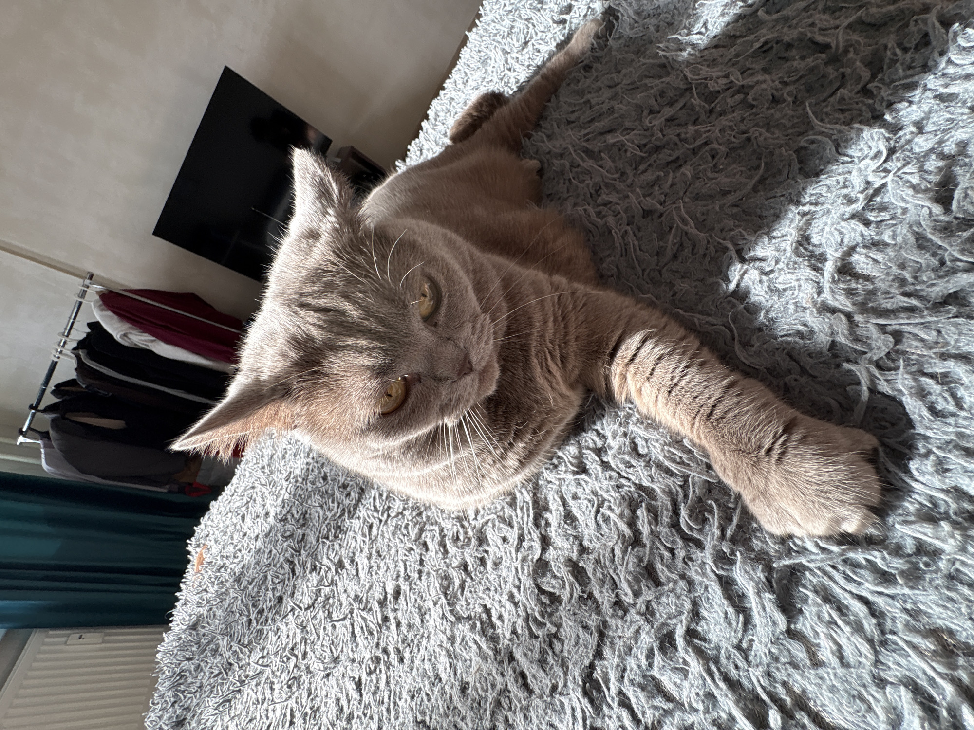 A lilac-colored British Shorthair cat sprawls on a gray, shag carpet. The cat's body angles diagonally across the frame, with its head in the upper left and one paw extended towards the lower right. A television and a clothing rack are visible in the upper left corner, though their details are obscured. The scene is brightly lit, suggesting daylight. The photo's location is unverifiable due to the lack of discernible identifiers.