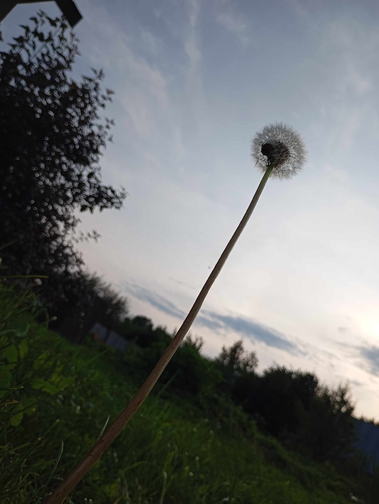 The image depicts a close-up of a dandelion seed head against a cloudy sky. The dandelion stalk is tall and thin, extending diagonally from the bottom left corner upwards towards the seed head, which is located in the upper right quadrant of the frame. The seed head is fully formed and appears to be ready to disperse. In the background, out of focus, are green grass and trees, suggesting an outdoor setting. The overall lighting indicates it may be either sunrise or sunset due to the soft, diffused light. No specific landmarks or urban features are identifiable that would place this scene in the city of Фоки, Russia.