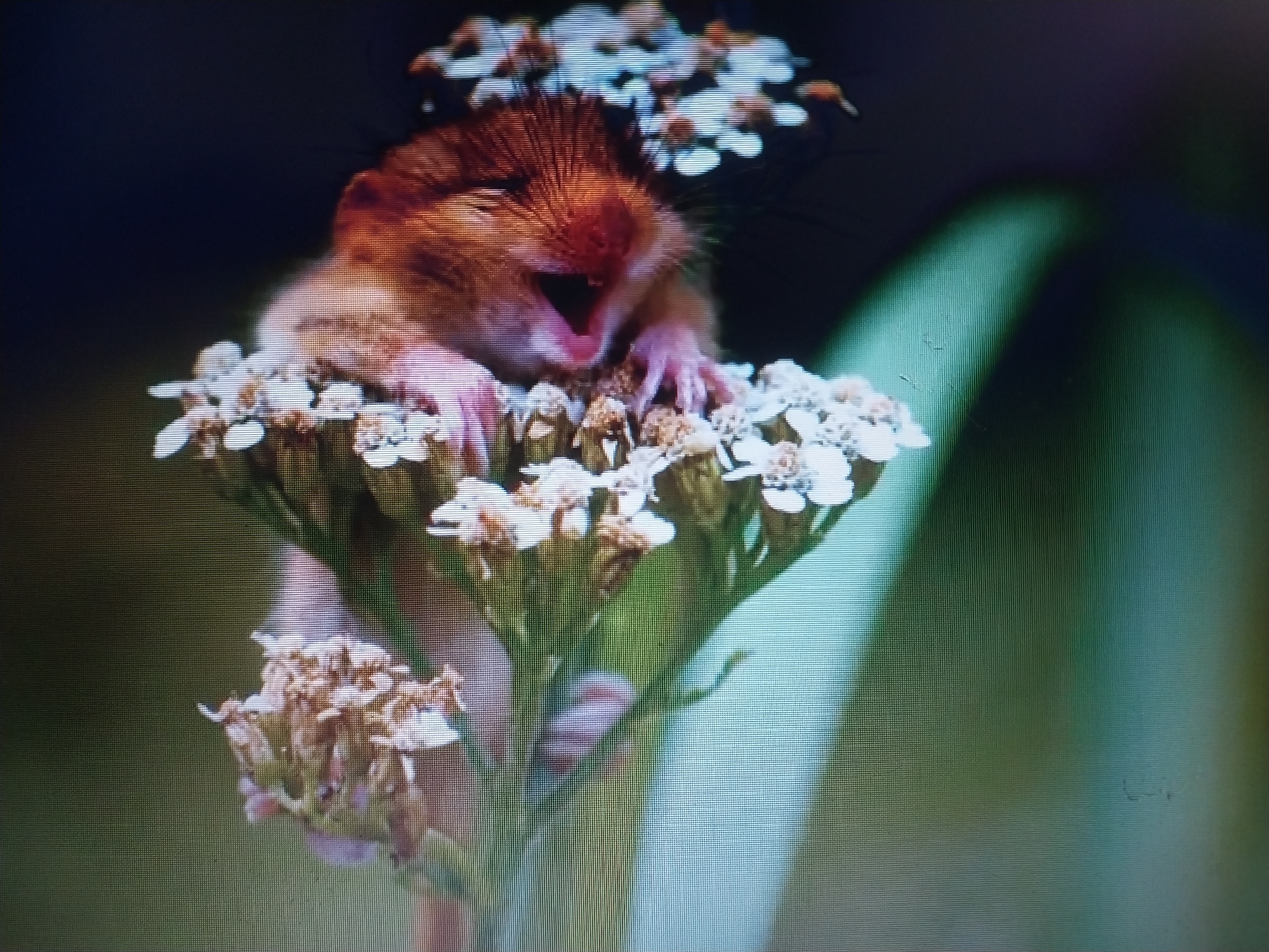A close-up, low-angle, medium shot shows a small, reddish-brown hamster with its mouth open, appearing to yawn or squeak. The hamster is perched on a cluster of small white flowers, with some dried brown flower heads also visible. The hamster's paws are gripping the flower stems. The background is dark and out of focus, with a blurred green shape on the right side of the image, possibly a leaf or plant. The lighting is soft, highlighting the fur of the hamster and the delicate petals of the flowers. The image is digitally noisy, suggesting it was taken with a low-resolution camera or in low light conditions. The exact location is unknown.