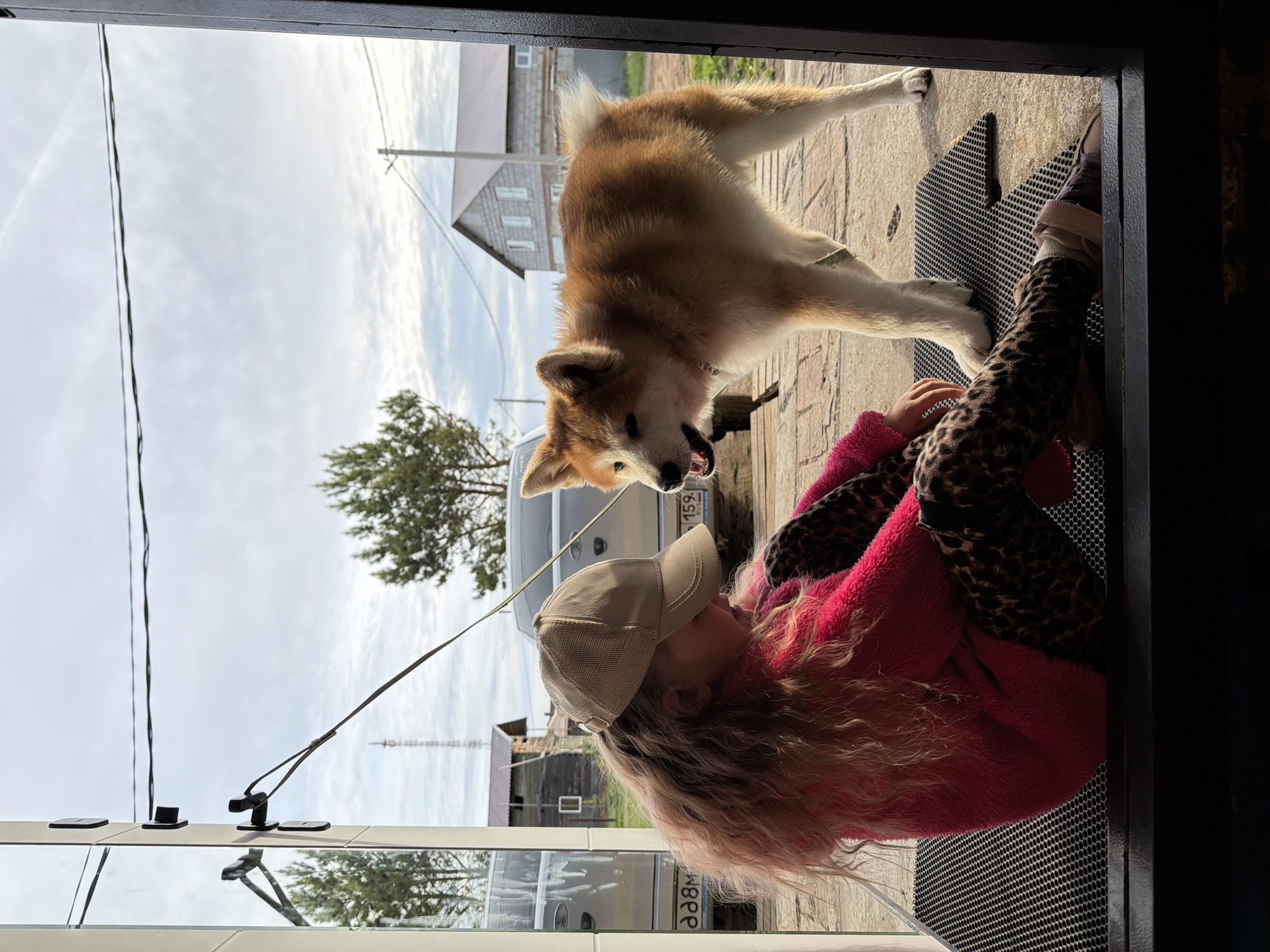 A girl wearing a tan baseball cap, pink sweater, and leopard-print leggings lies on a black, textured mat near an open doorway. An Akita dog stands over her, facing her with its mouth open. The dog has a leash attached to its collar. Behind the girl and dog, a silver van is visible, along with a wooden building and utility poles. The vehicle has the license plate 4651 and the letters "AM59". The scene appears to be outdoors, with buildings in the background under a cloudy sky. It seems the photo was taken in Chaikovsky, Russia.