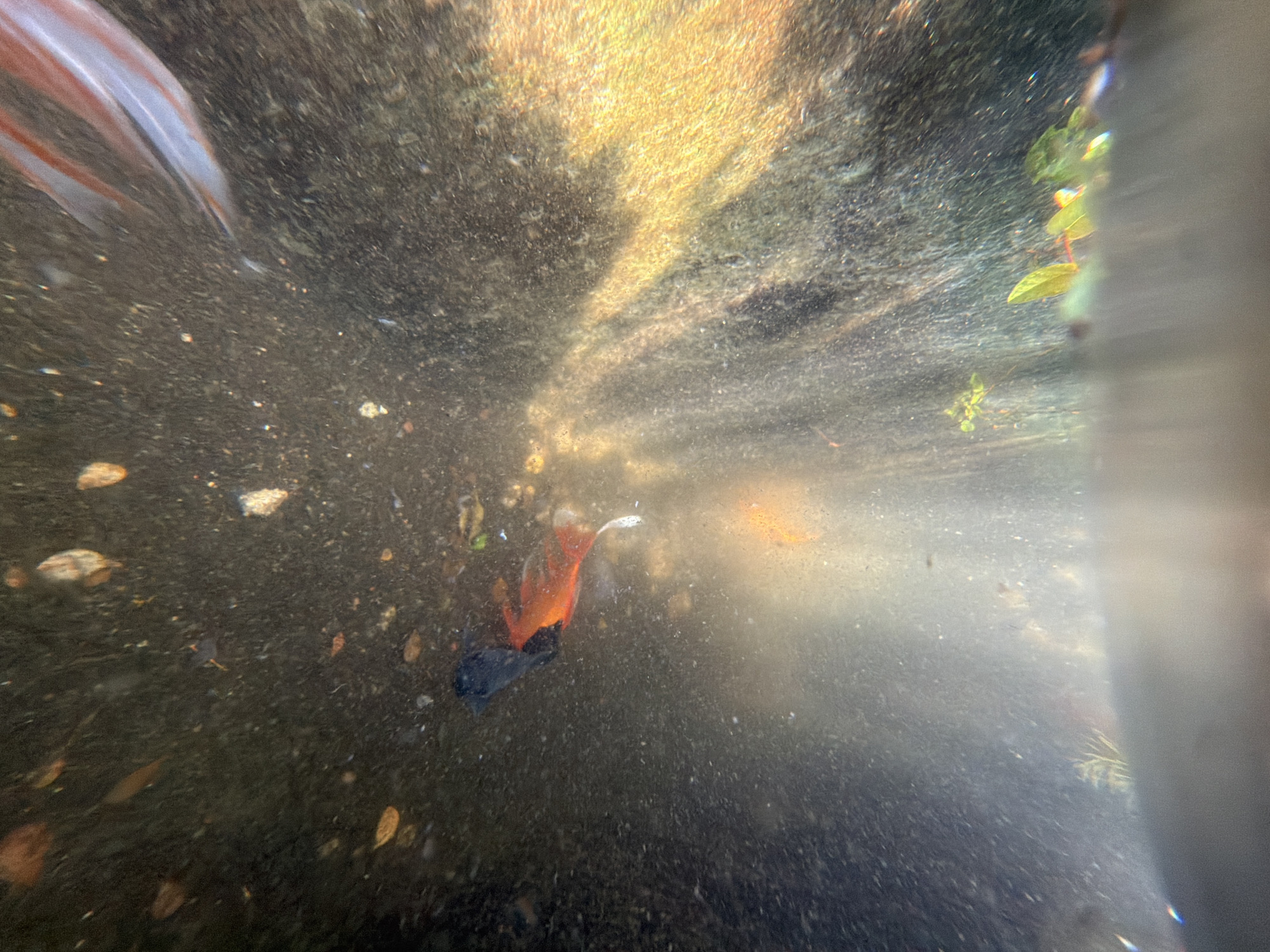 The image depicts a murky underwater scene in what appears to be a freshwater aquarium or pond. The substrate is dark and littered with debris, suggesting a lack of maintenance. Light penetrates the water, creating beams and glare that obscure details. Several fish are visible, including one with orange and black coloration and another smaller, orange-colored fish. Plant life is present, with green foliage visible in the upper right corner. The overall environment appears stagnant and unclean. There is no indication that the photograph was taken in Thủy Xuân Ward, Vietnam.