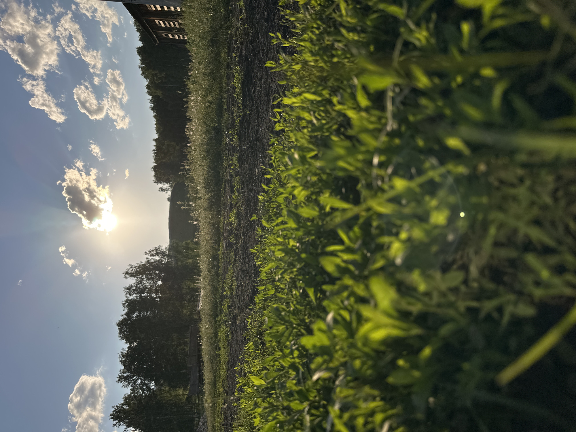The image depicts a sunlit outdoor scene, likely a field or garden, oriented vertically. The foreground is dominated by lush green foliage, with some leaves in sharp focus while others are blurred, suggesting a shallow depth of field.
In the background, a line of trees forms a dark silhouette against a bright, cloud-speckled sky. The sun is visible, shining through a cloud and casting rays of light. The overall impression is one of a peaceful, natural setting during daylight hours.
There are no visible people or text. The activity taking place is not discernable, but the scene suggests a tranquil, natural environment. The time of day appears to be late afternoon or early evening, given the low angle of the sun and the warm light. The weather seems to be clear with scattered clouds. The location is unknown, but the presence of greenery and trees suggests a rural or park-like setting.
