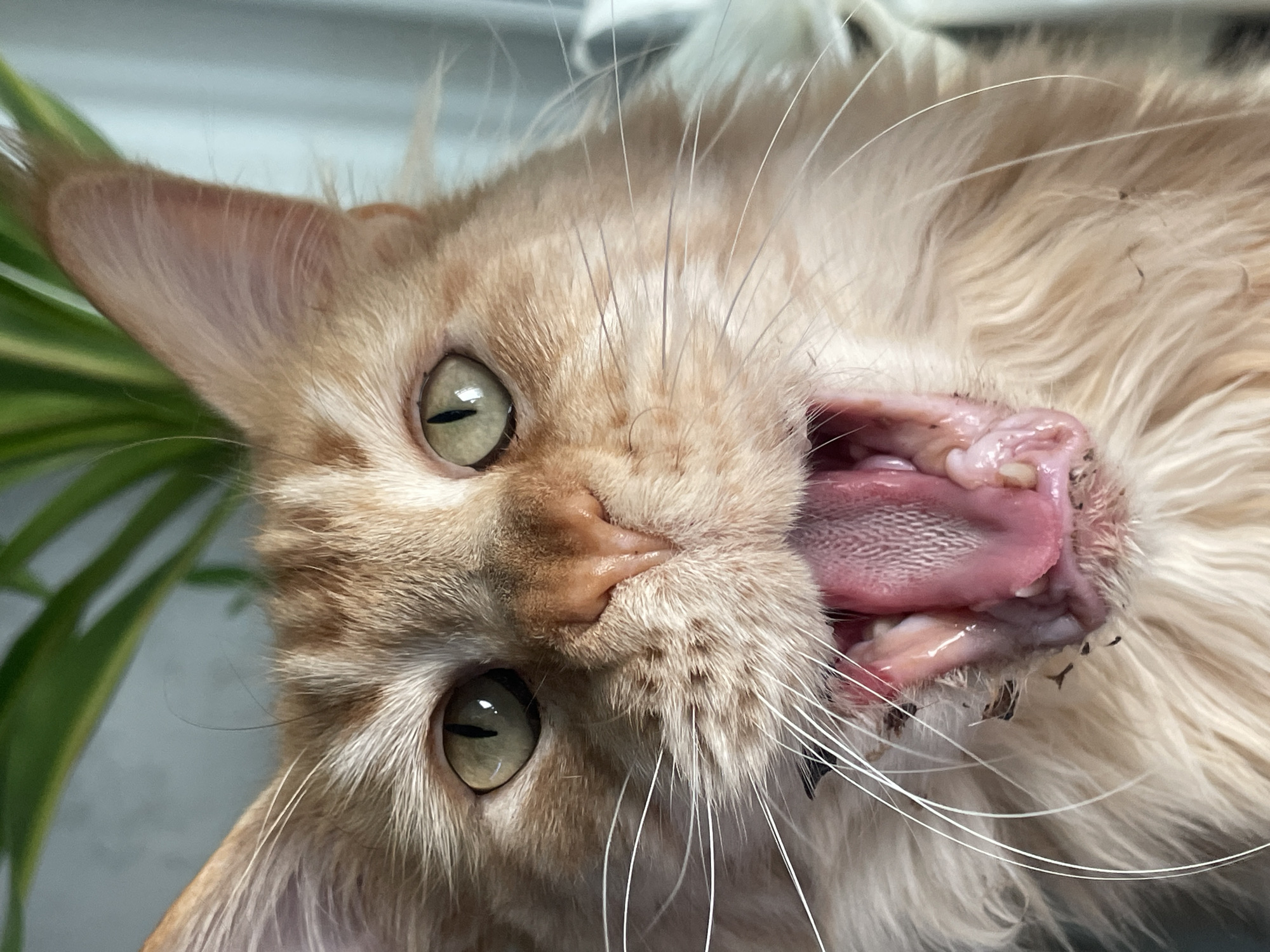 This is a close-up, eye-level, indoor photograph of an orange and white Maine Coon cat mid-yawn. The cat's mouth is wide open, revealing its pink tongue and teeth. Its eyes are partially closed and have a green hue. The cat's fur is long and fluffy. Behind the cat, the background is blurred and out of focus, with hints of green foliage and a light blue-grey wall. The image does not contain any information that can be used to determine its location in the city of Rozsoshentsi, Ukraine, nor any details about people, actions, or interactions.