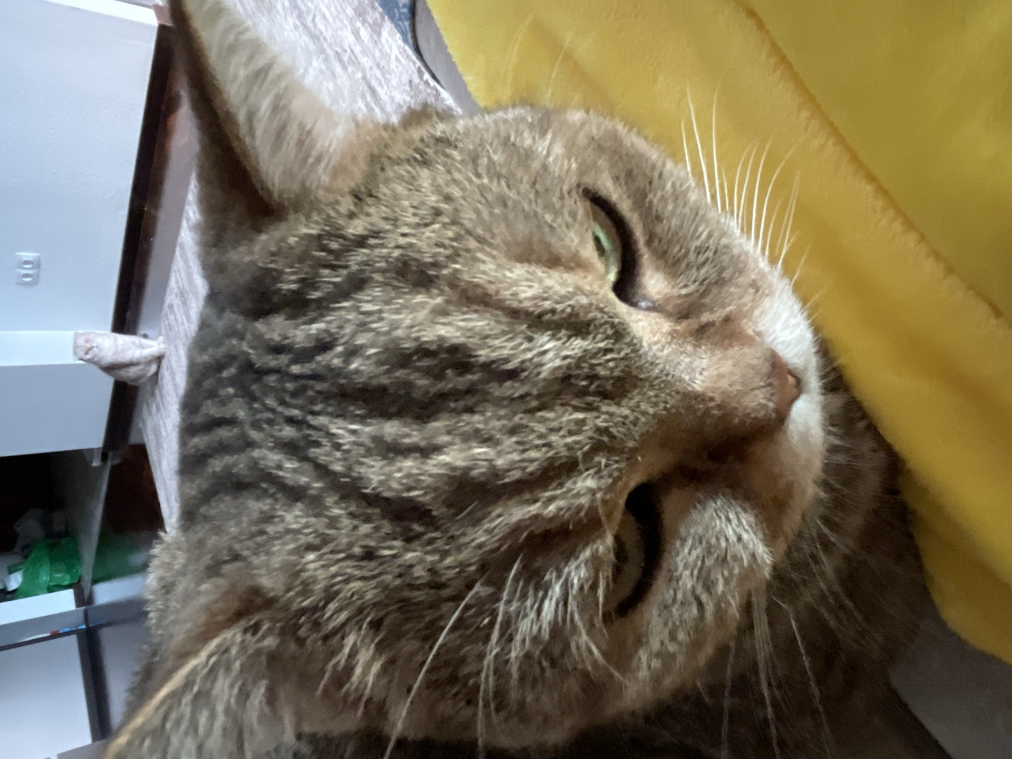 A close-up, low-angle, eye-level shot focuses on the face of a tabby cat with green eyes, its head resting on a yellow, fuzzy surface. The cat's expression appears stern, with slightly narrowed eyes and a downturned mouth. Its fur is a mix of brown and gray stripes. In the blurred background, a light-colored cat sits upright on a light-colored rug, facing the camera. Further in the background, a dark wooden floor is visible, along with a doorway leading to a room with green bags and white walls. The lighting is neutral, suggesting an indoor setting. The scene is devoid of any specific identifying landmarks that would indicate its location within the city of Unknown, Russia.