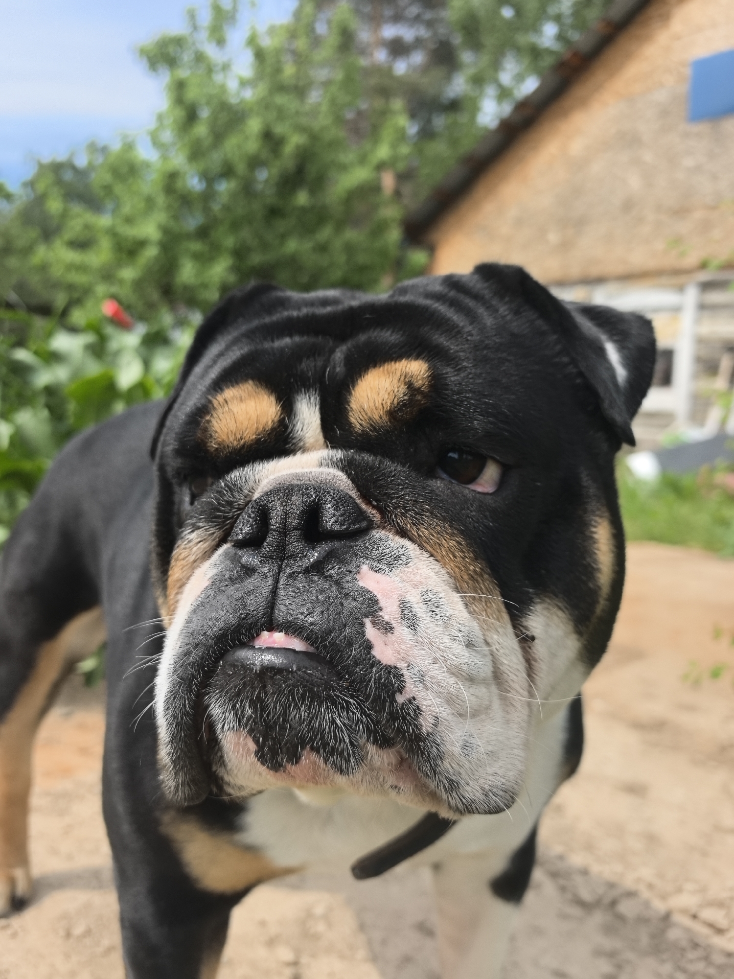The image shows a black, tan, and white bulldog in an outdoor setting. The dog is close to the camera, with a blurred background of greenery and a building. The dog is wearing a collar. The location cannot be determined from the image, but it has been specified as Noviy, Russia.