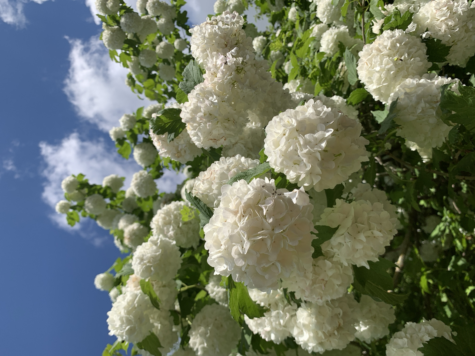 A dense bush, covered in numerous large, spherical clusters of white flowers, is captured from a low-angle perspective, looking upwards against a clear blue sky with scattered white, cumulus clouds. The foreground flowers are sharply in focus, displaying intricate layers of white petals, while other flower clusters and green foliage extend into the background with varying degrees of blur. The lighting suggests bright sunlight. The scene is located in Відзаўскі сельскі Савет, Belarus.