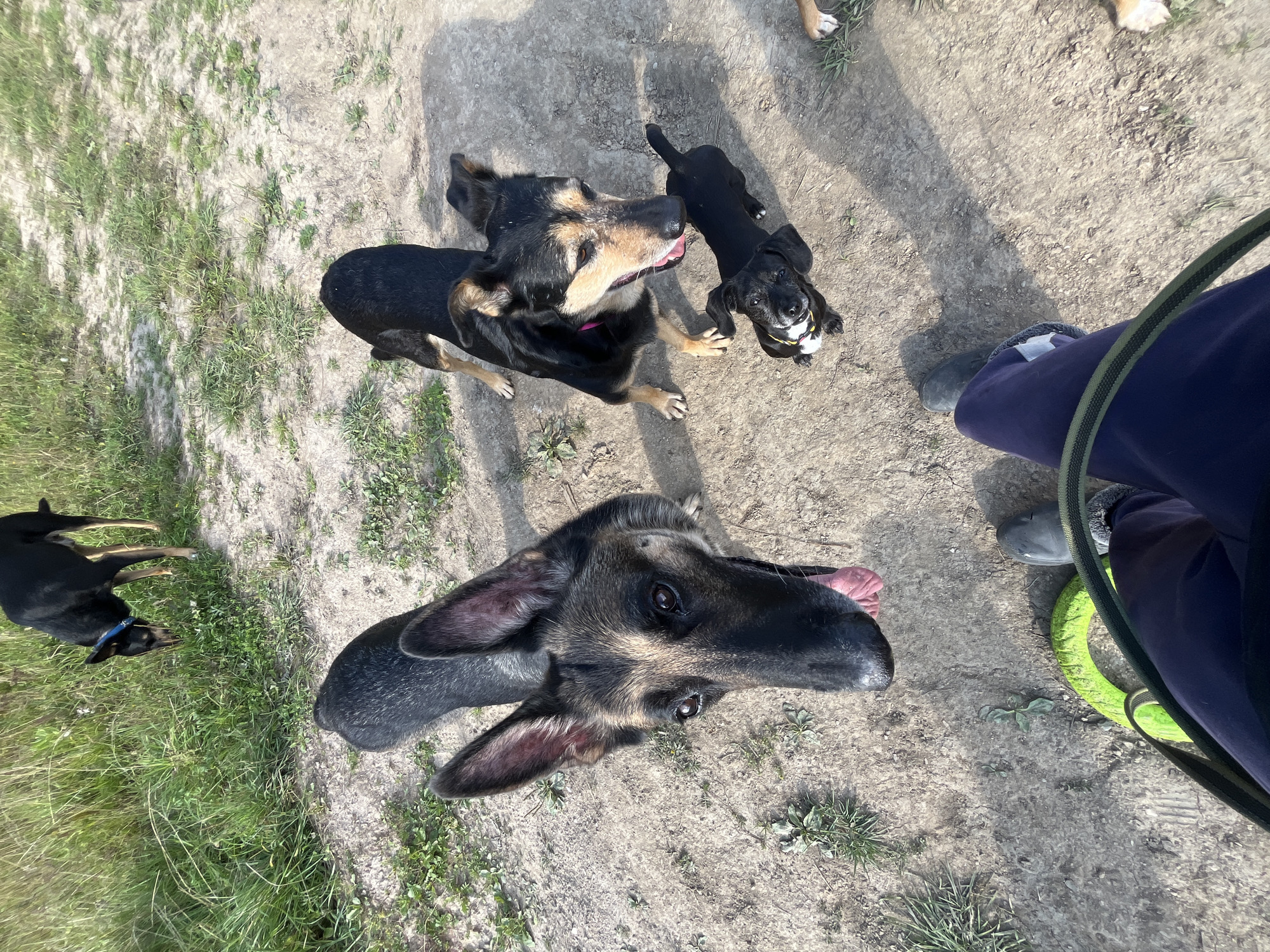 In Nizhny Tagil, Russia, four dogs are present in a grassy, outdoor area with a dirt path. In the foreground, a person wearing dark pants and grey boots holds a green dog toy. A German Shepherd-like dog with its tongue out looks up towards the viewer. To its right, a black and tan dog with a pink collar is also looking upwards. A small black puppy with a yellow and white collar sits on the ground, looking up. Further in the background, a black dog with a blue collar is sniffing the grass. The overall scene depicts dogs interacting in an outdoor environment.