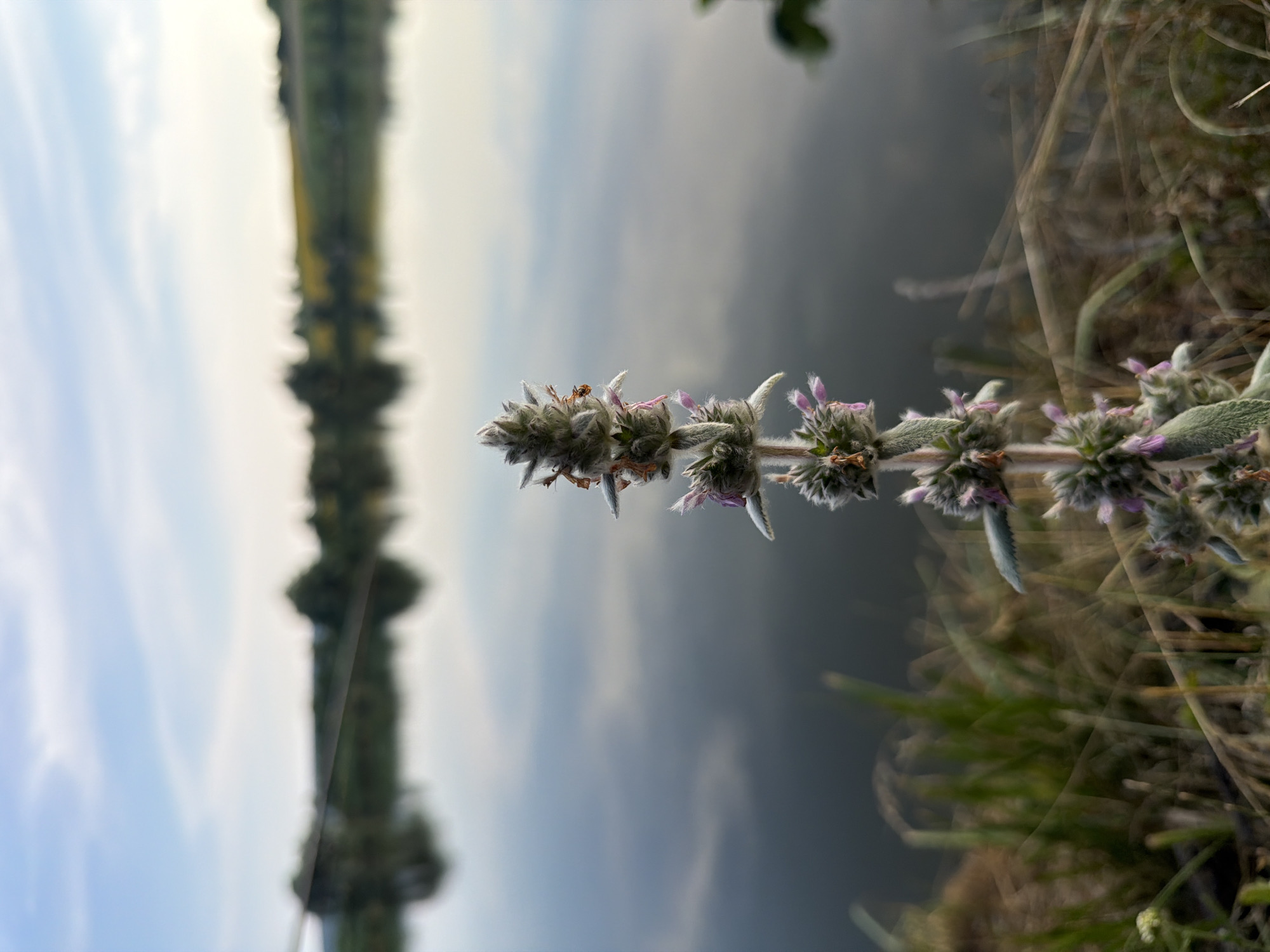 A vertical, fuzzy, green and purple wildflower stands in the foreground, centered and in sharp focus. Behind it, a calm body of water reflects a pale blue sky with wispy clouds and the muted green and yellow hues of a distant, tree-lined shore. The water's surface is smooth, indicating a lack of wind. The shoreline on the left is a blur of green grass and dry, tan vegetation. The setting appears to be outdoors, likely a natural or semi-natural environment near a body of water, possibly on the outskirts of Strășeni, Moldova, given the hint. No people or animals are visible. The overall atmosphere is serene and natural.