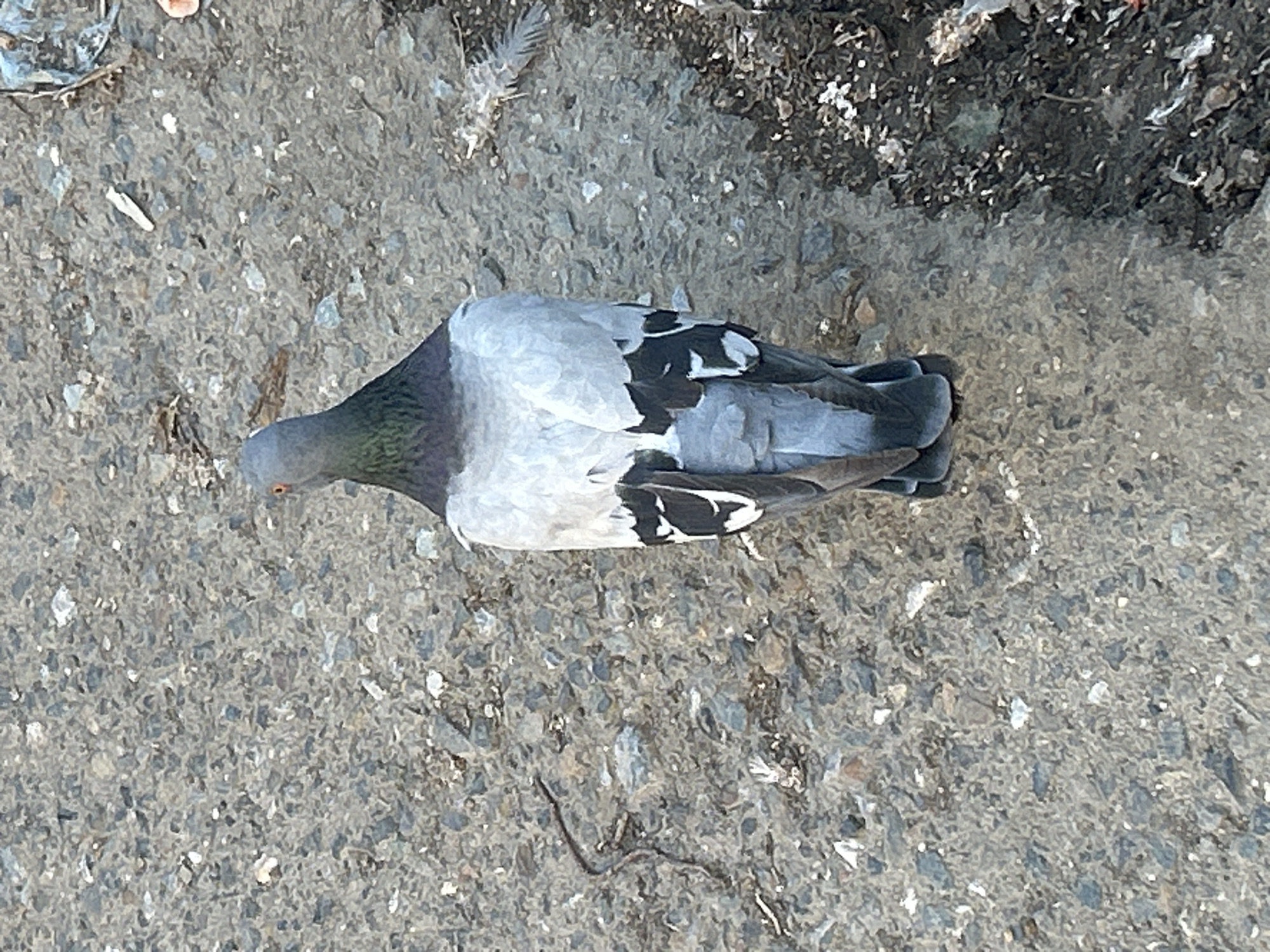 A pigeon stands on a rough, asphalt-like surface speckled with small stones and debris. The pigeon is facing away from the camera, showing its grey and white plumage with black markings on its wings and tail feathers. Its head is turned slightly to the right, revealing a glimpse of its orange eye. The background consists of more of the same textured ground, with some organic debris and lighter-colored flecks scattered across it. The lighting suggests an outdoor environment during the day. The image does not provide any information about the city of Tomsk, Russia.