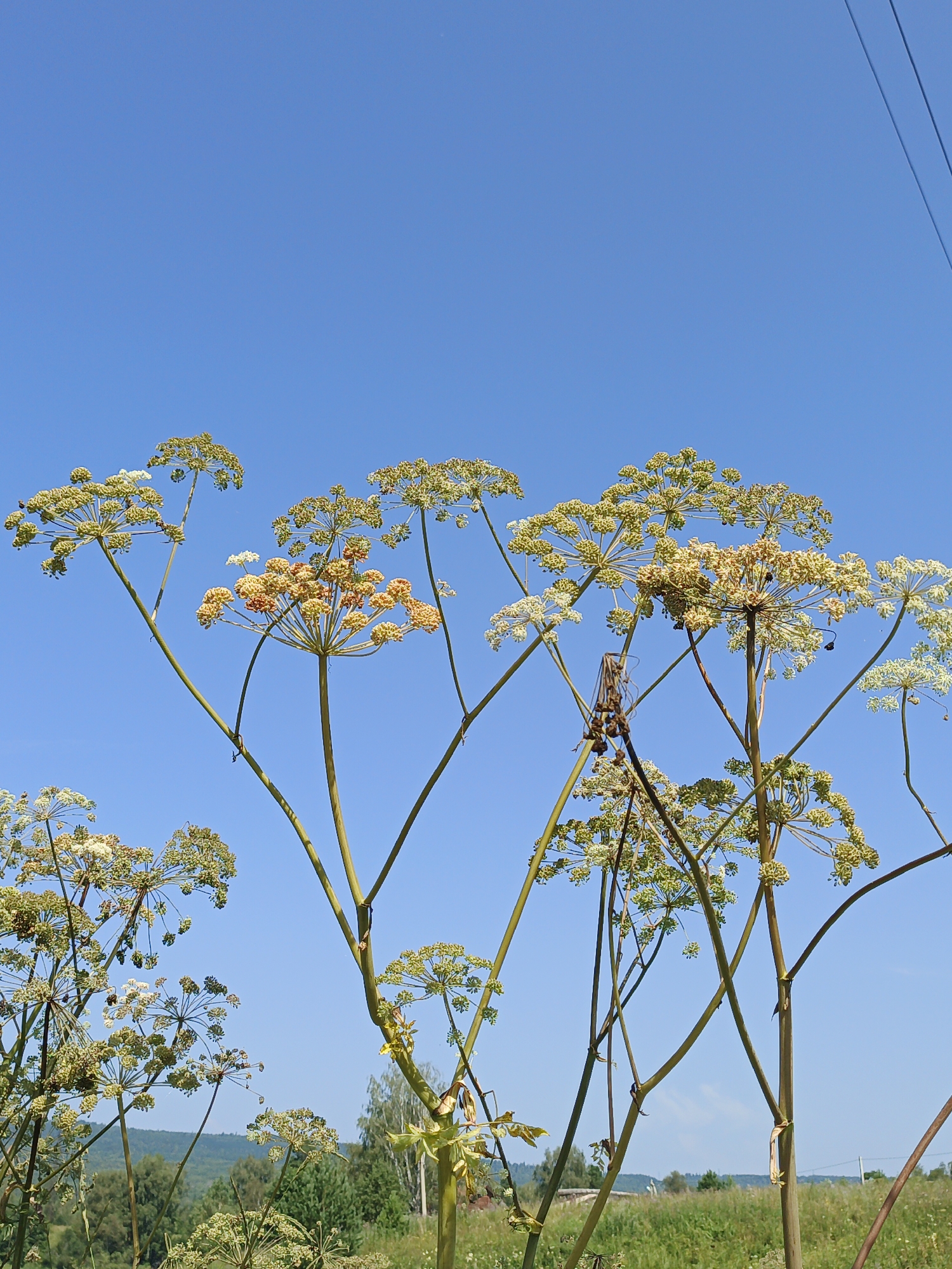 In Urtiushka, Russia, tall, dried umbellifer plants with seed heads in various stages of development dominate the foreground against a clear blue sky. Some seed heads are green, while others have turned a light brown or yellow, suggesting the end of the flowering season. The plants have thick, segmented stems that branch out to support the large, umbrella-like flower clusters. In the background, rolling hills are covered with green vegetation and scattered trees. A power line can be seen in the upper right corner of the image, stretching across the sky. The overall scene depicts a rural landscape on a bright, sunny day.