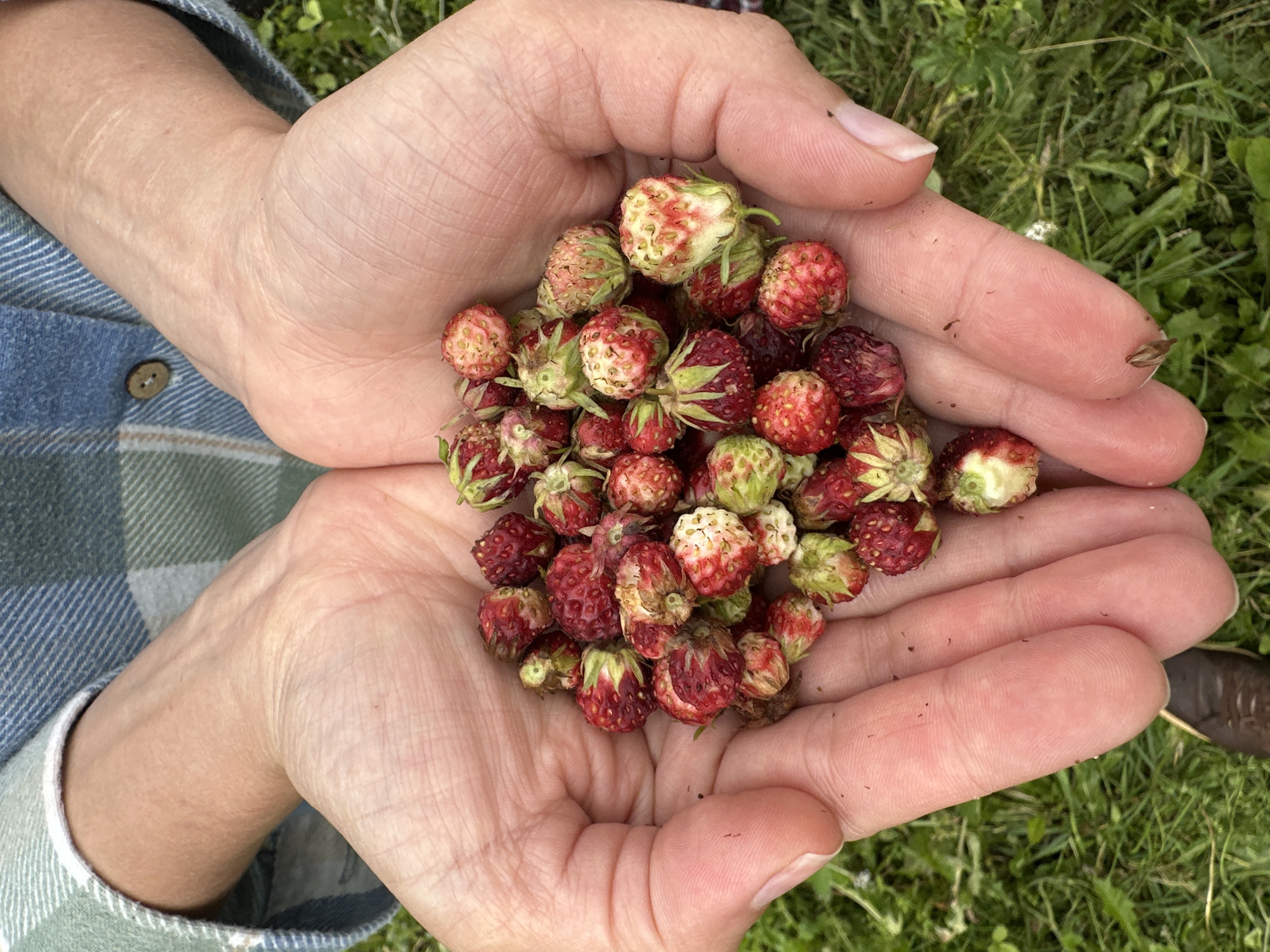 In this close-up, overhead shot, a person's cupped hands are filled with a generous pile of small, wild strawberries. The strawberries vary in ripeness, with some displaying a deep red hue and others showing a paler, almost white color with red streaks, indicating they are still developing. Green sepals crown each berry. The hands, lightly tanned and showing faint lines, are gentle as they cradle the harvest.
The person is wearing a blue and green plaid shirt, visible on the left side of the frame. The background is a soft blur of green grass, suggesting an outdoor setting, likely a field or meadow. The lighting suggests daytime, possibly a sunny or overcast day. The scene evokes a sense of simple pleasure and connection with nature, perhaps a moment of freshly gathered fruit. The location context indicates this scene is in Zagorsky, Russia. No visible text is present in the image.