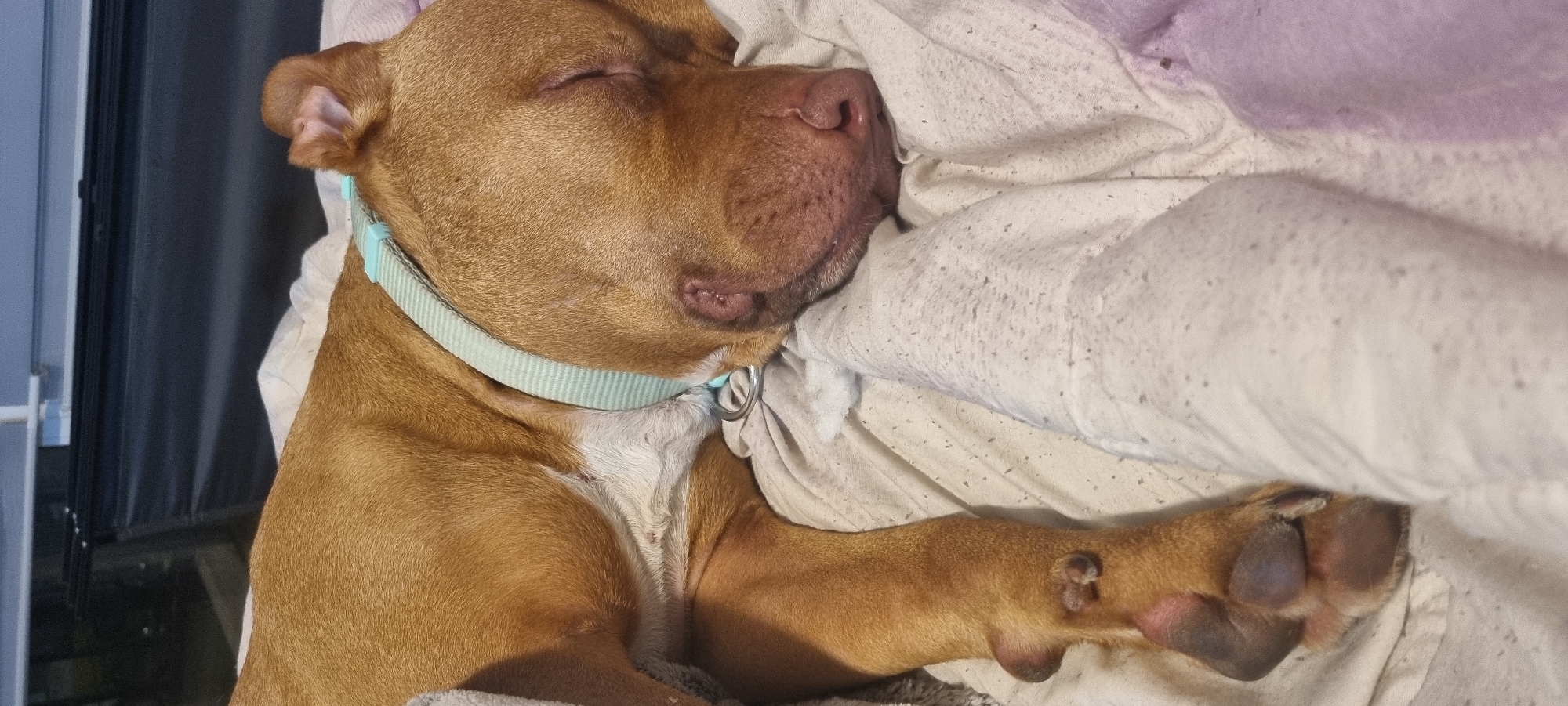 A brown pit bull is sleeping soundly on a bed covered in a white, patterned blanket. The dog is positioned on its side, with its head nestled against the blanket and a light blue collar visible around its neck. The dog's eyes are closed, and its paws are relaxed. The background includes a partial view of a dark window frame. The location is Unknown, Unknown.
